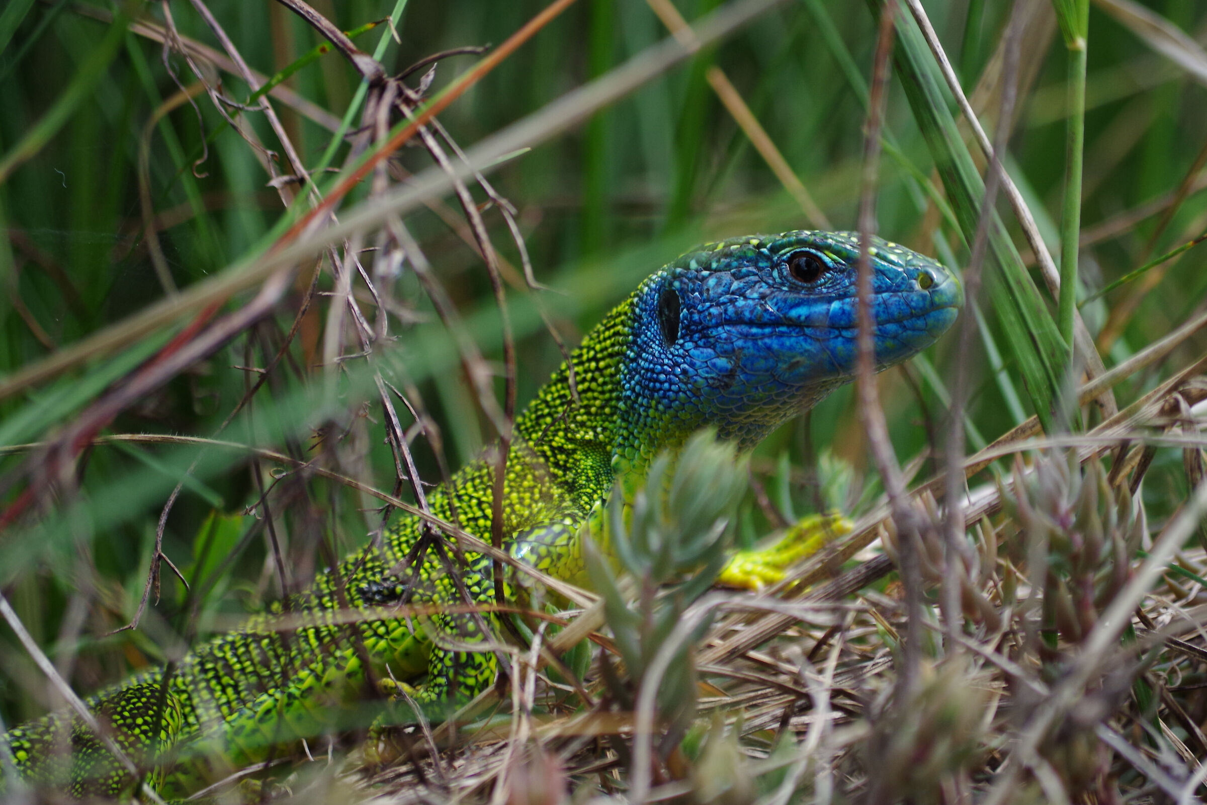 Green Lizard