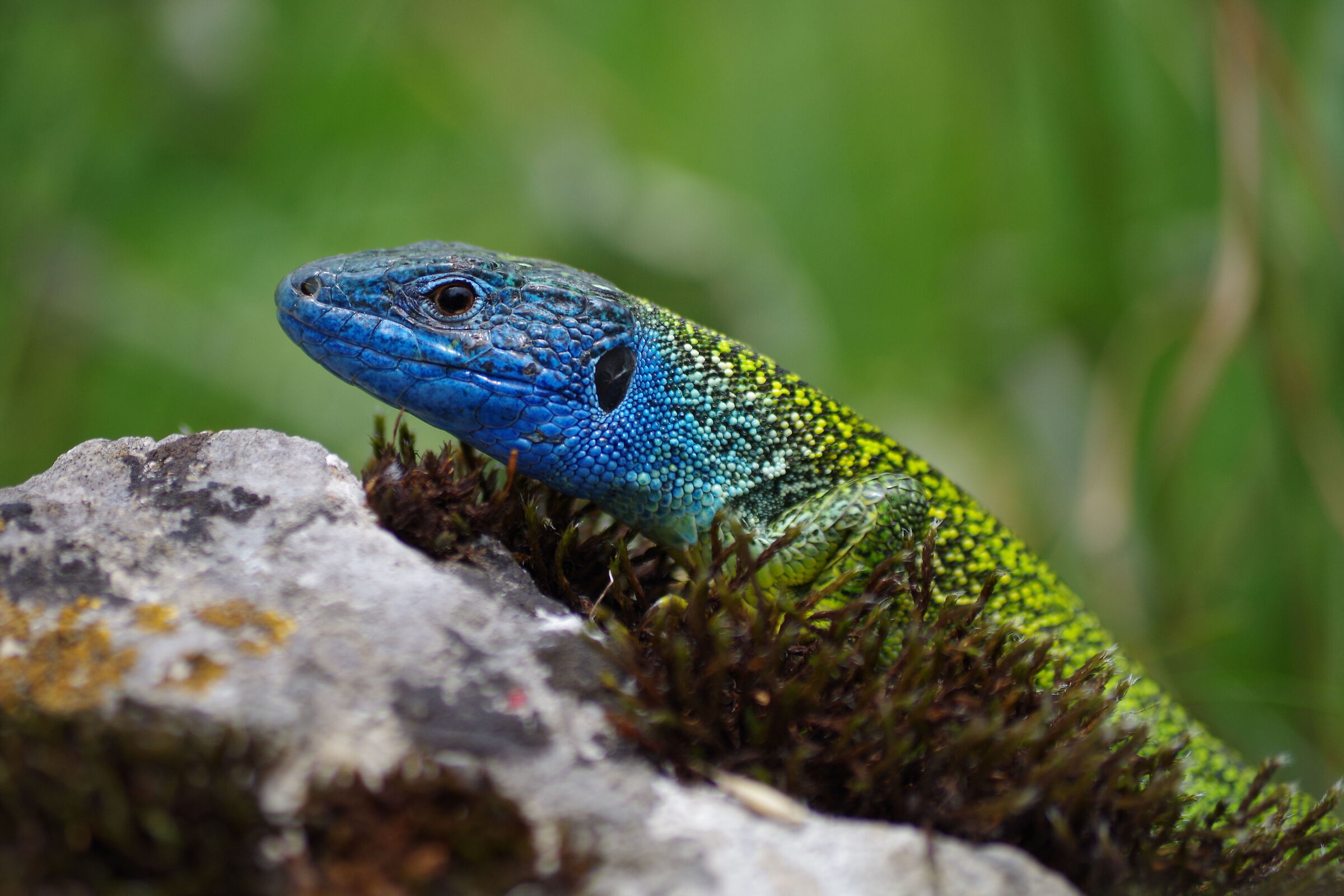 Green Lizard