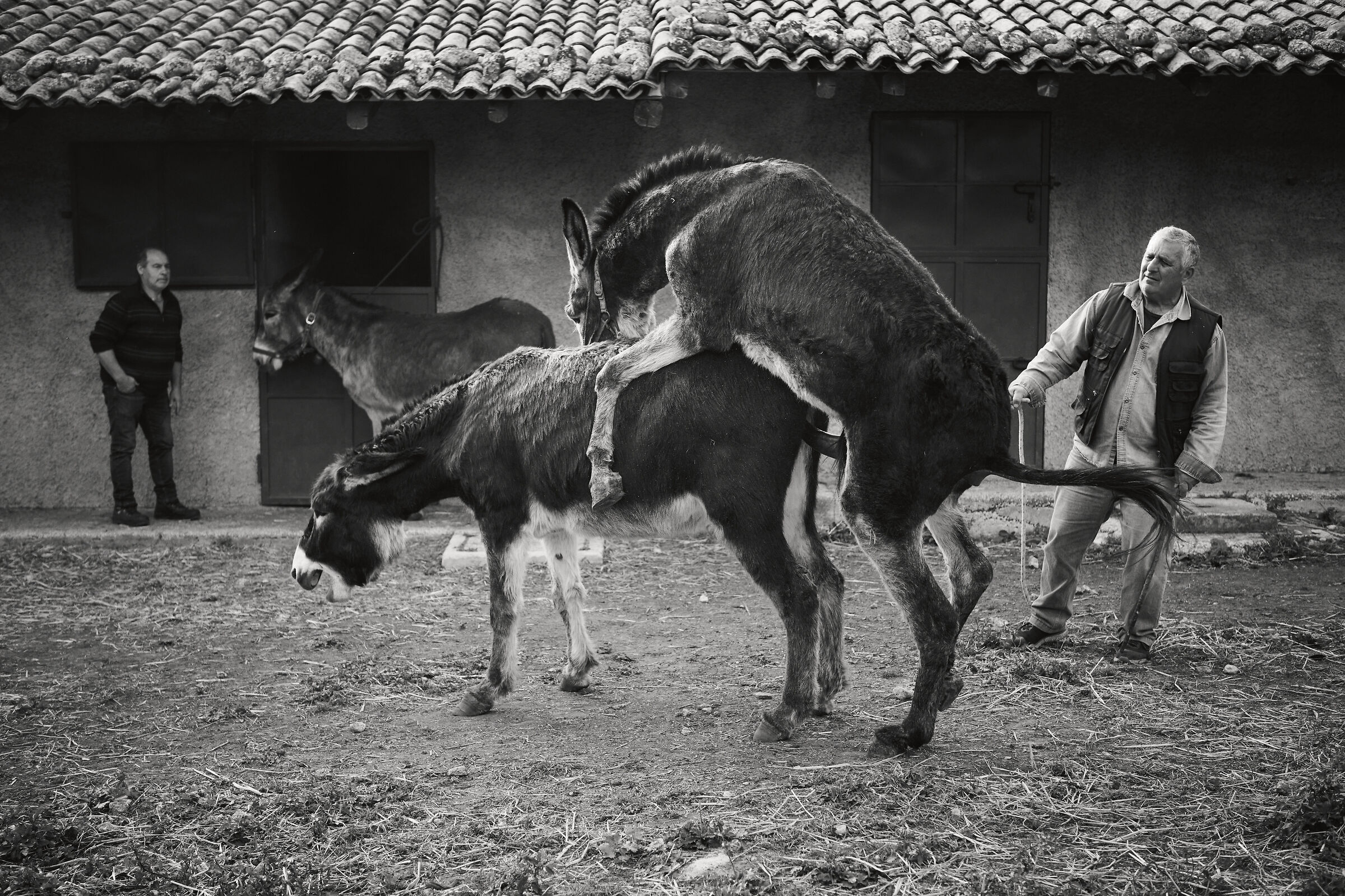 Asino grigio siciliano, tentativi accoppiamento