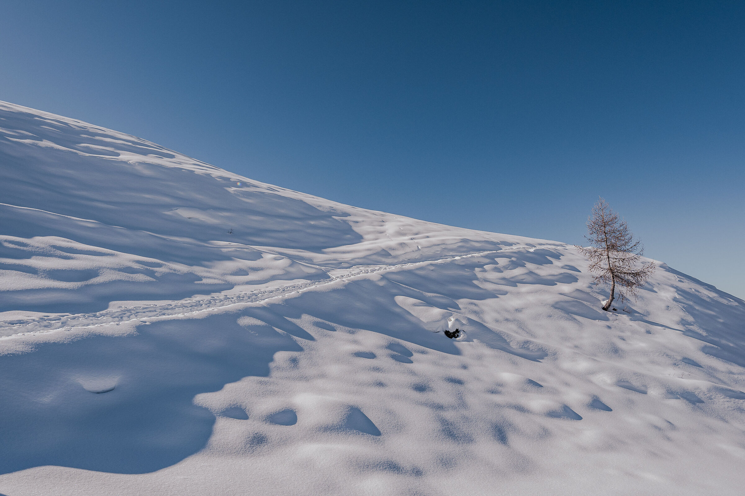 A lonely tree lost in the snow