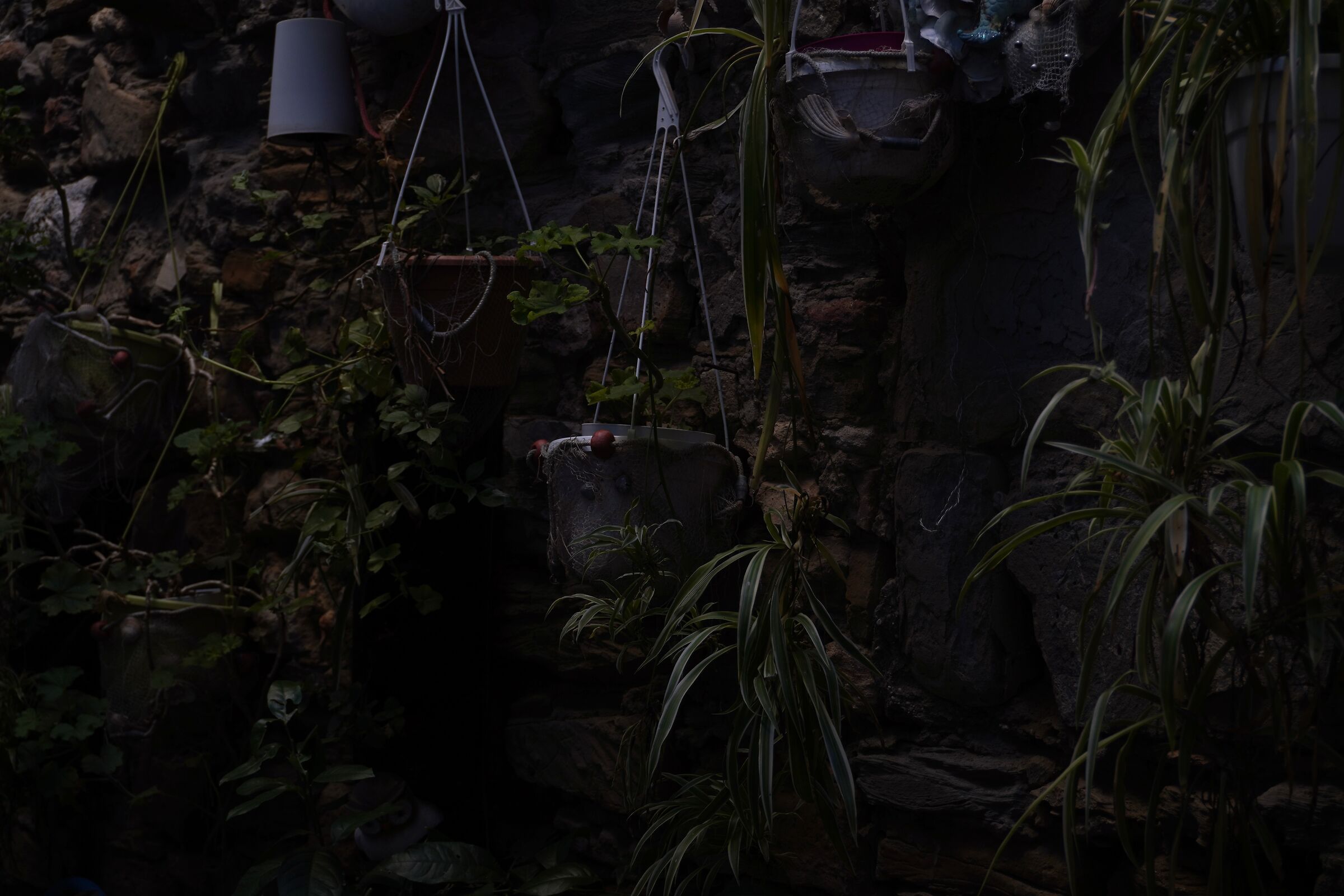 wall of plants