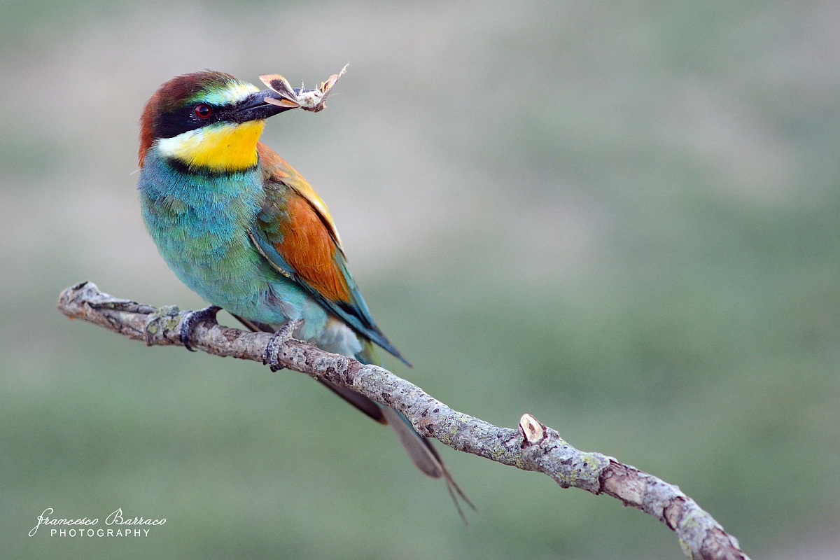 Bee-eater