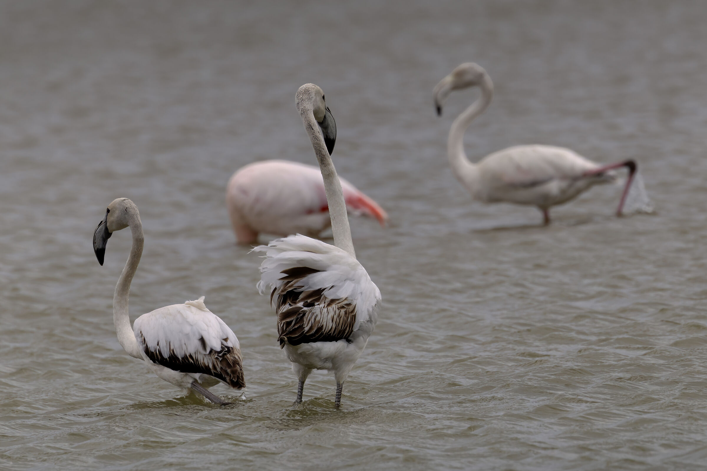 ....flamingos...