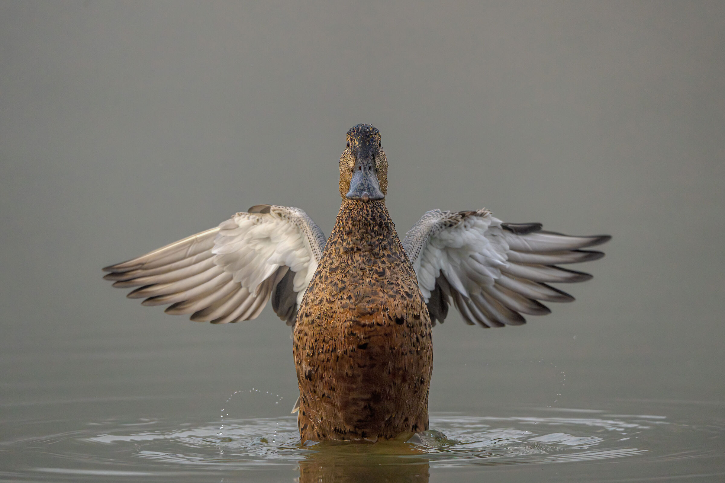 Anas clypeata (mestolone f.)