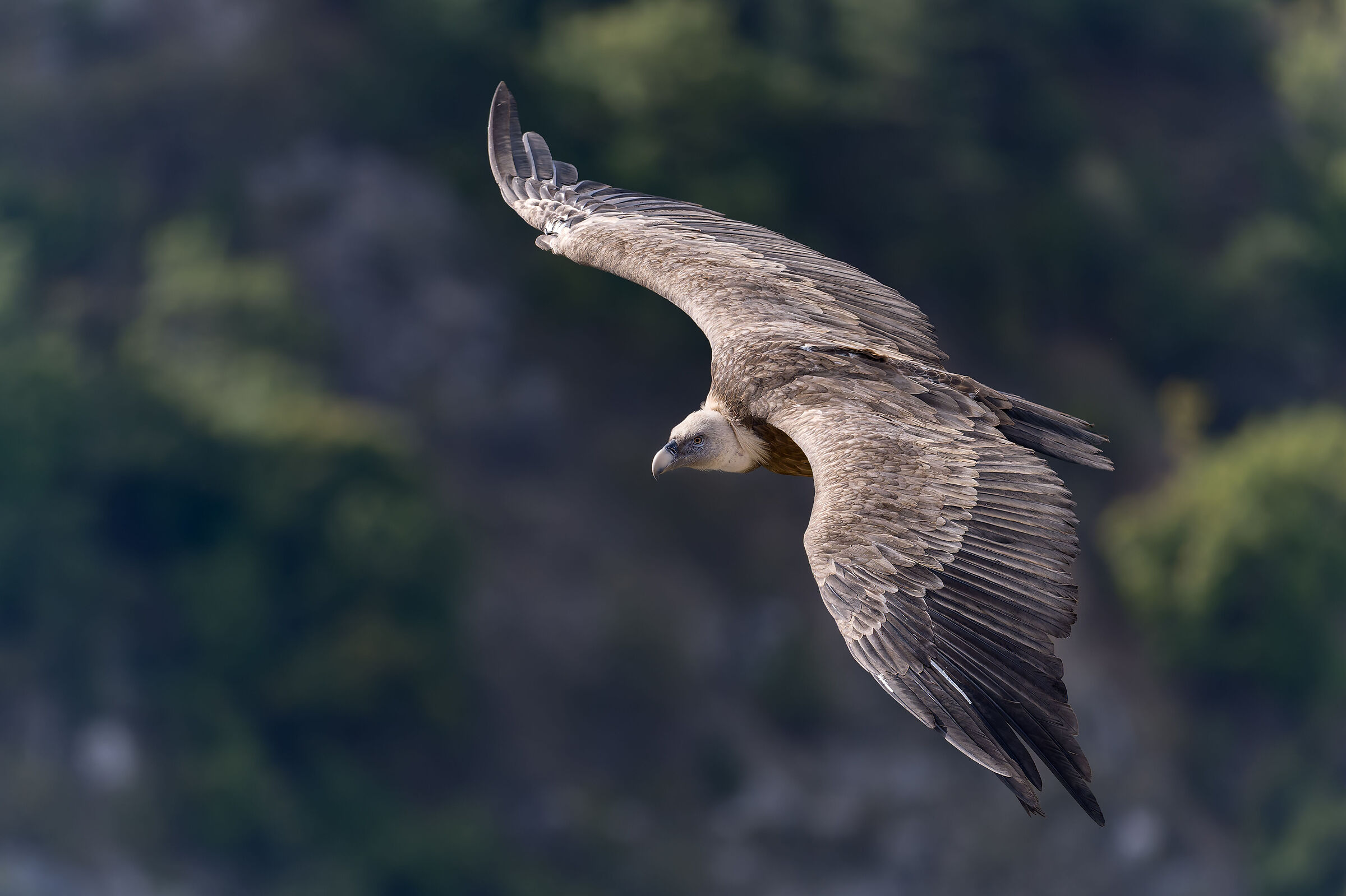 Grifone-Parc naturel régional des Baronnies Provençales