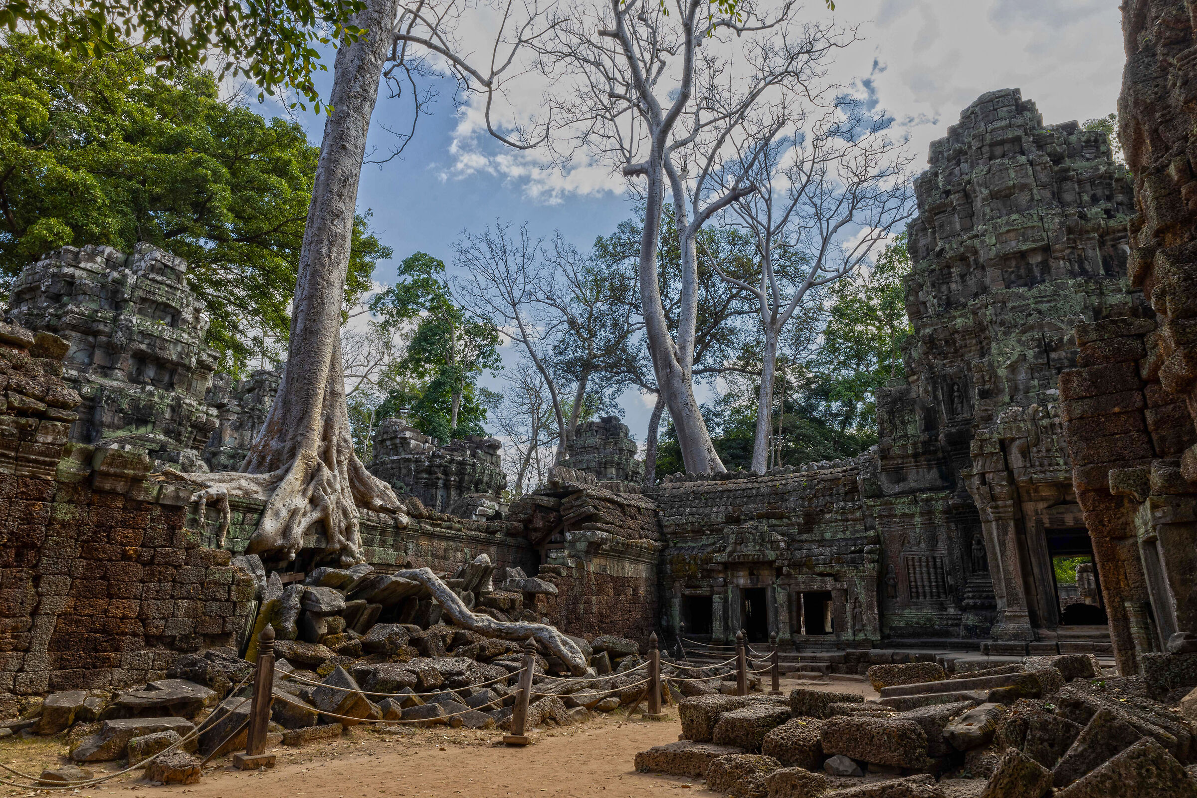 Cambodia Ta Prohm Temple