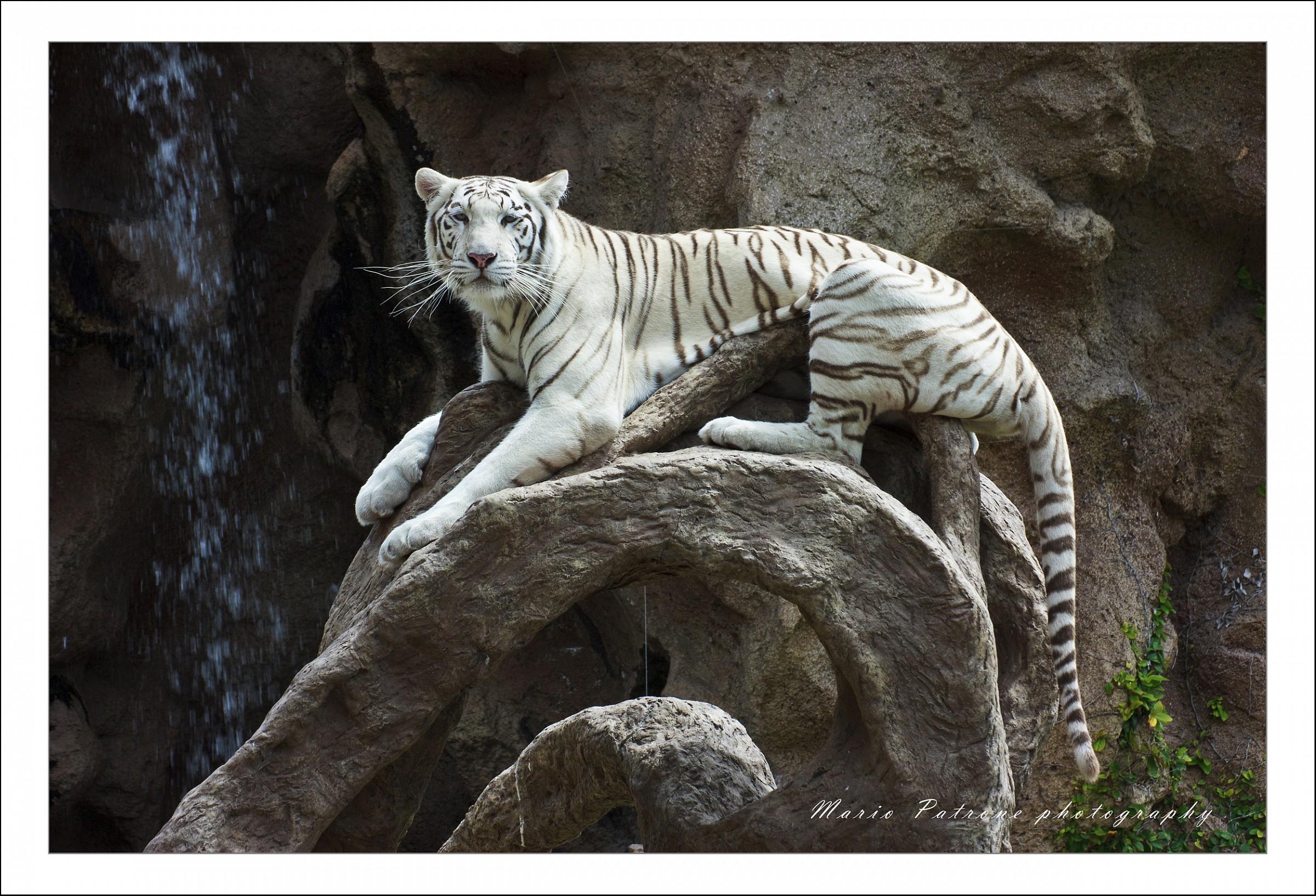 White Tiger