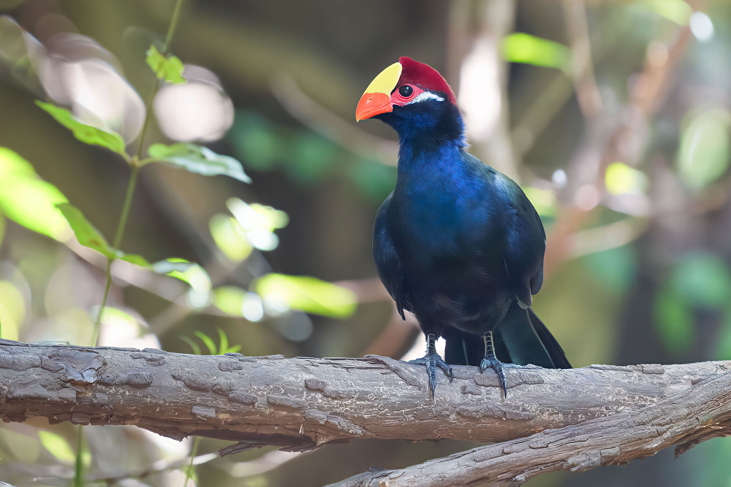 The elegance of Turaco