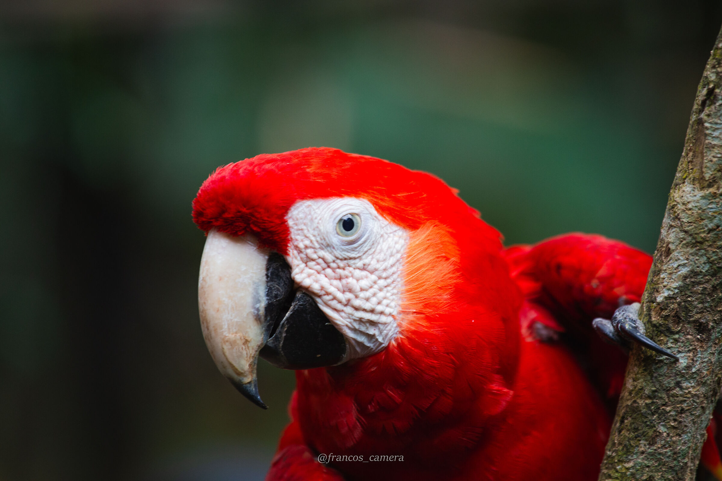 Macaw
