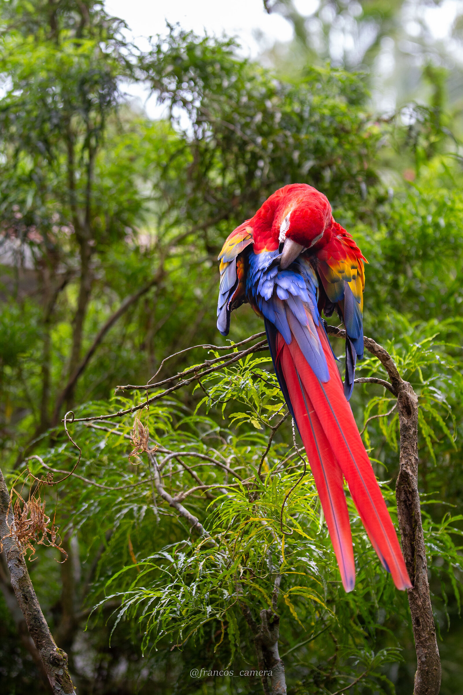 Macaw