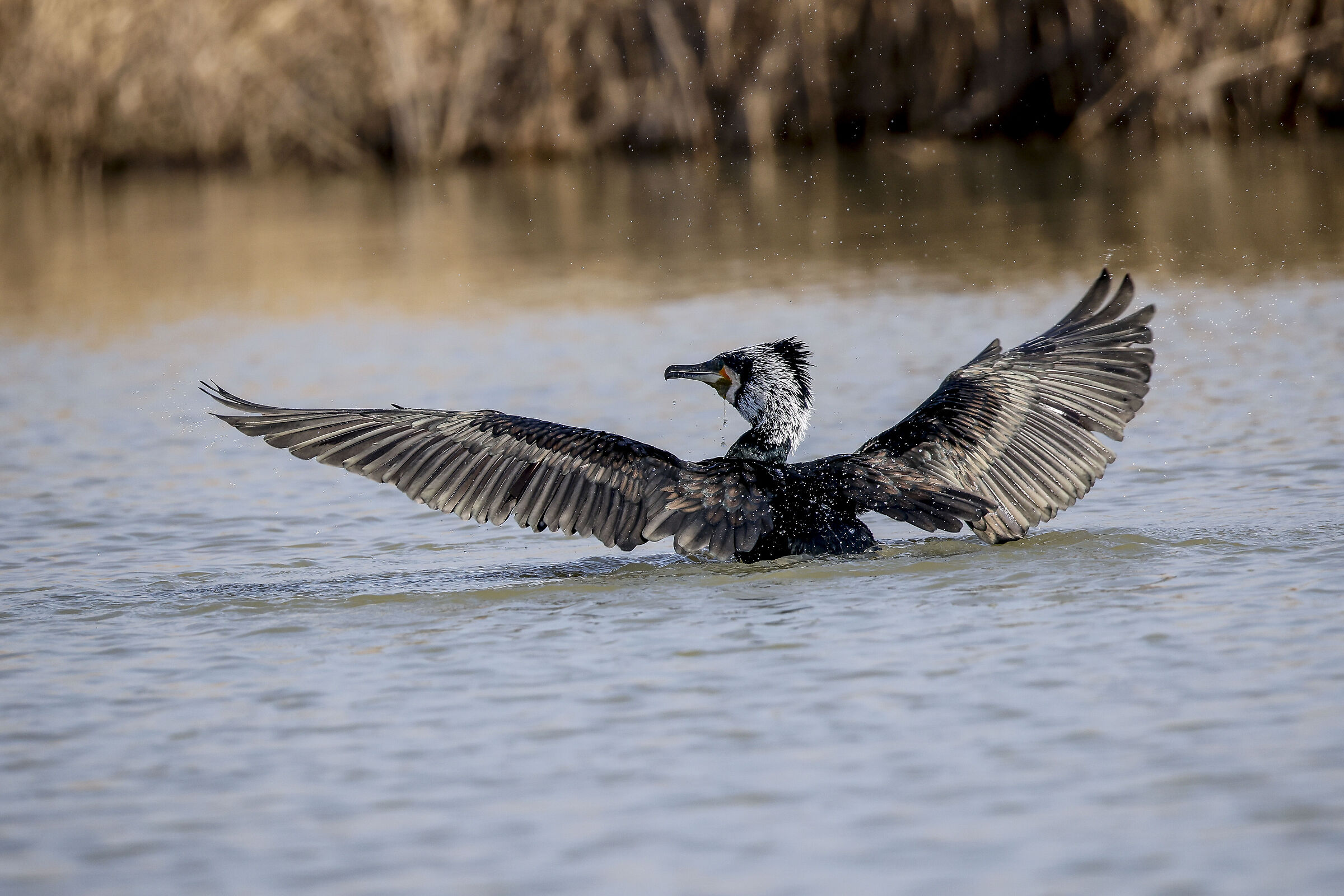 Cormorant