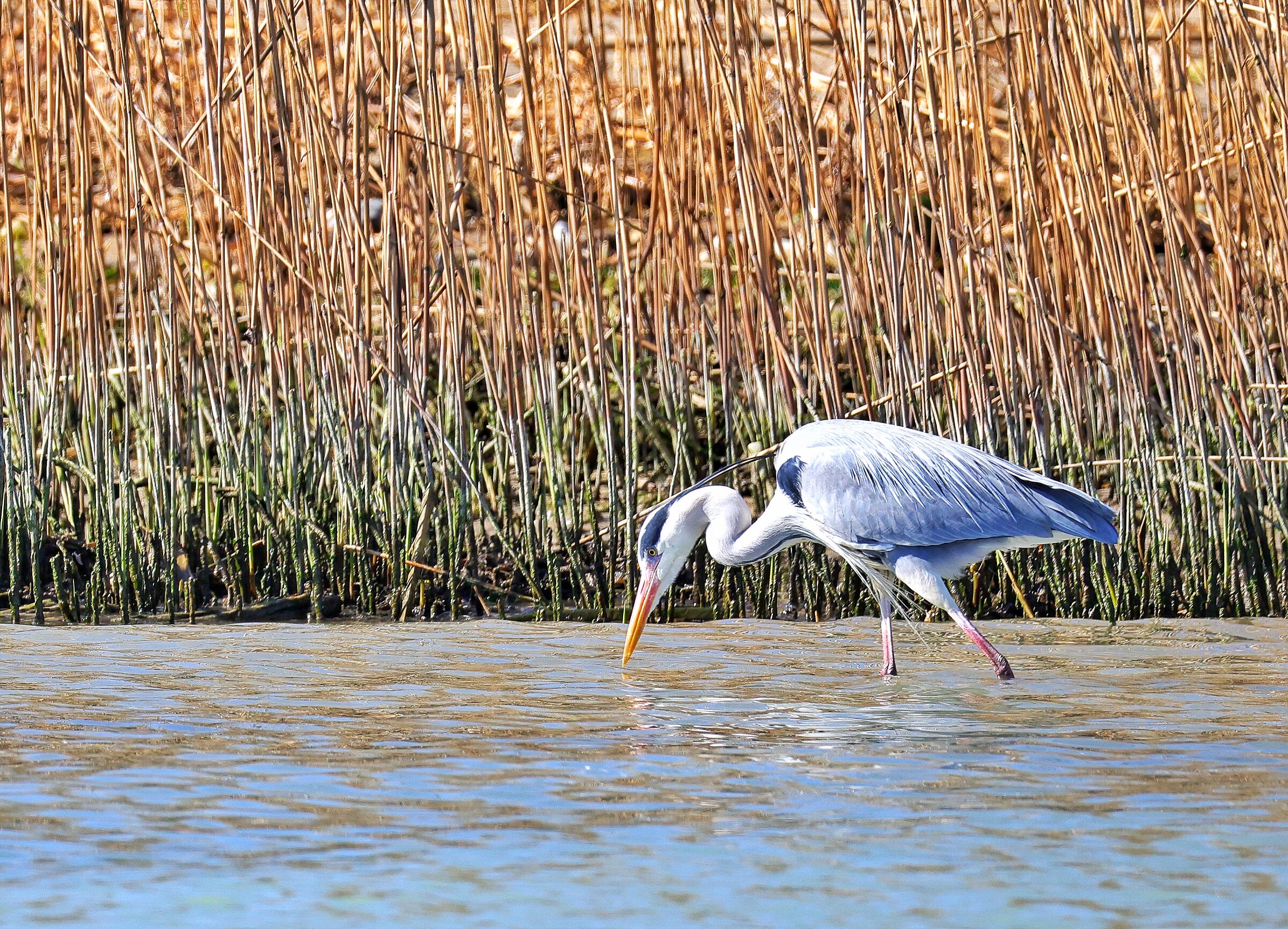 Ardea cinerea