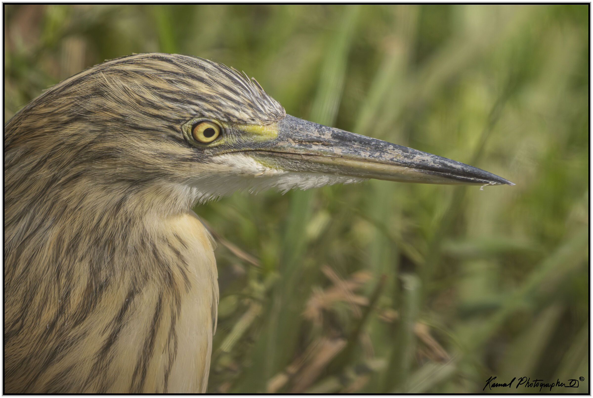 Squacco Heron (Ardeola ralloides)