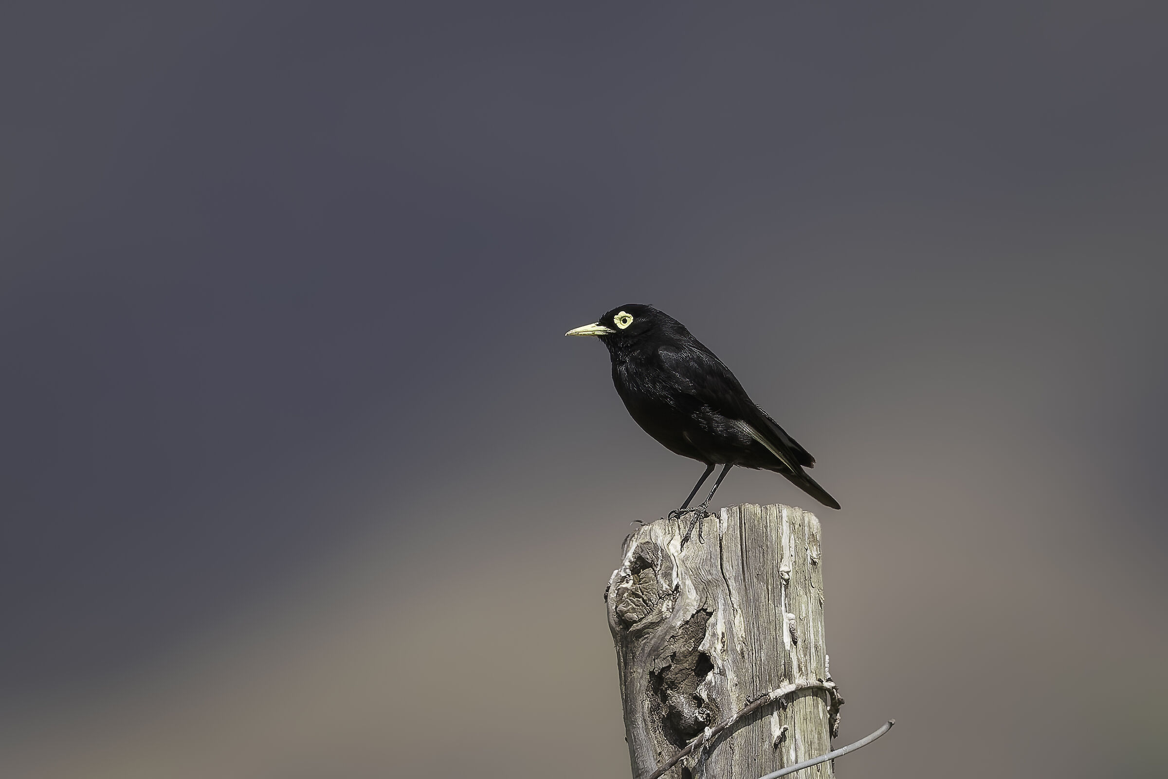 Pico de plata (maschio)