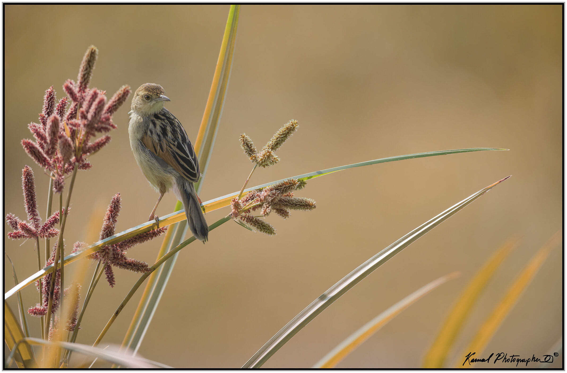 Snipe (Cisticola juncidis)