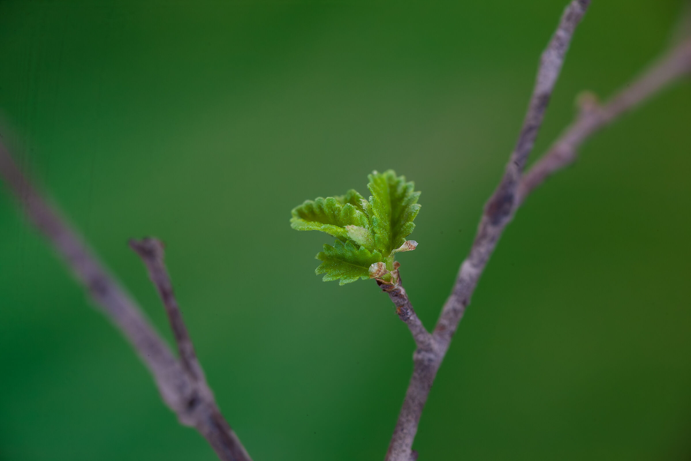 foglia verde