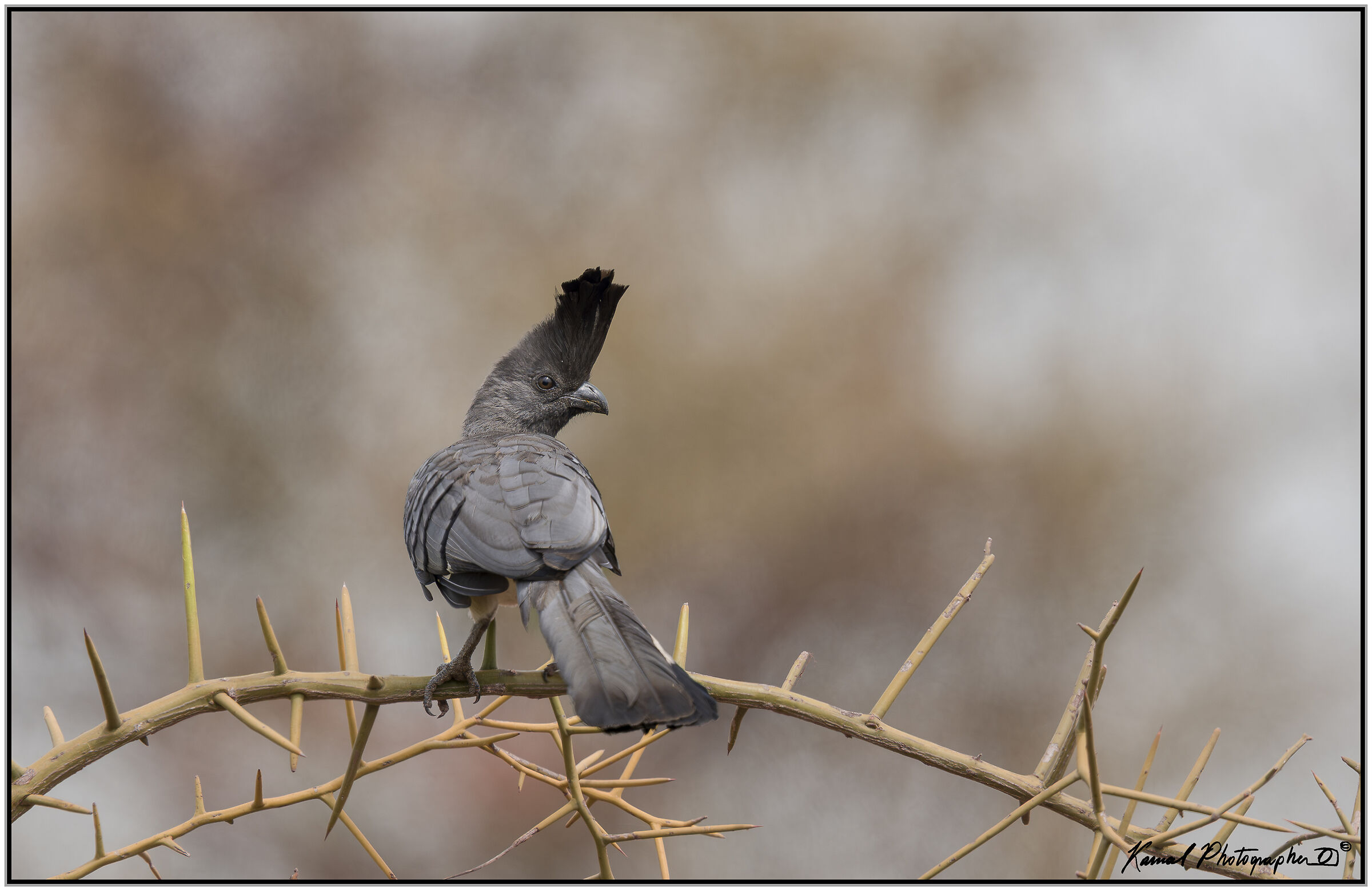 Unicolor turaco (Corythaixoides concolor)