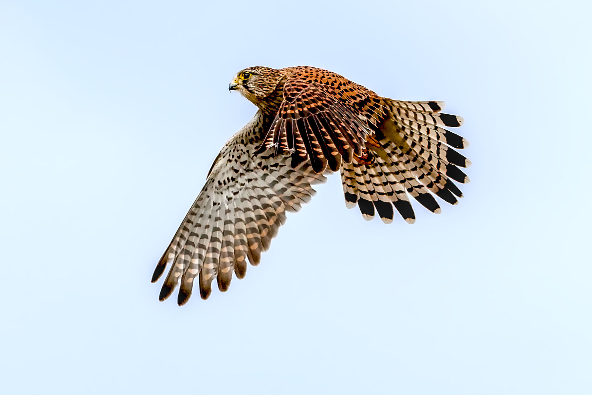 Gheppio femmina in volo