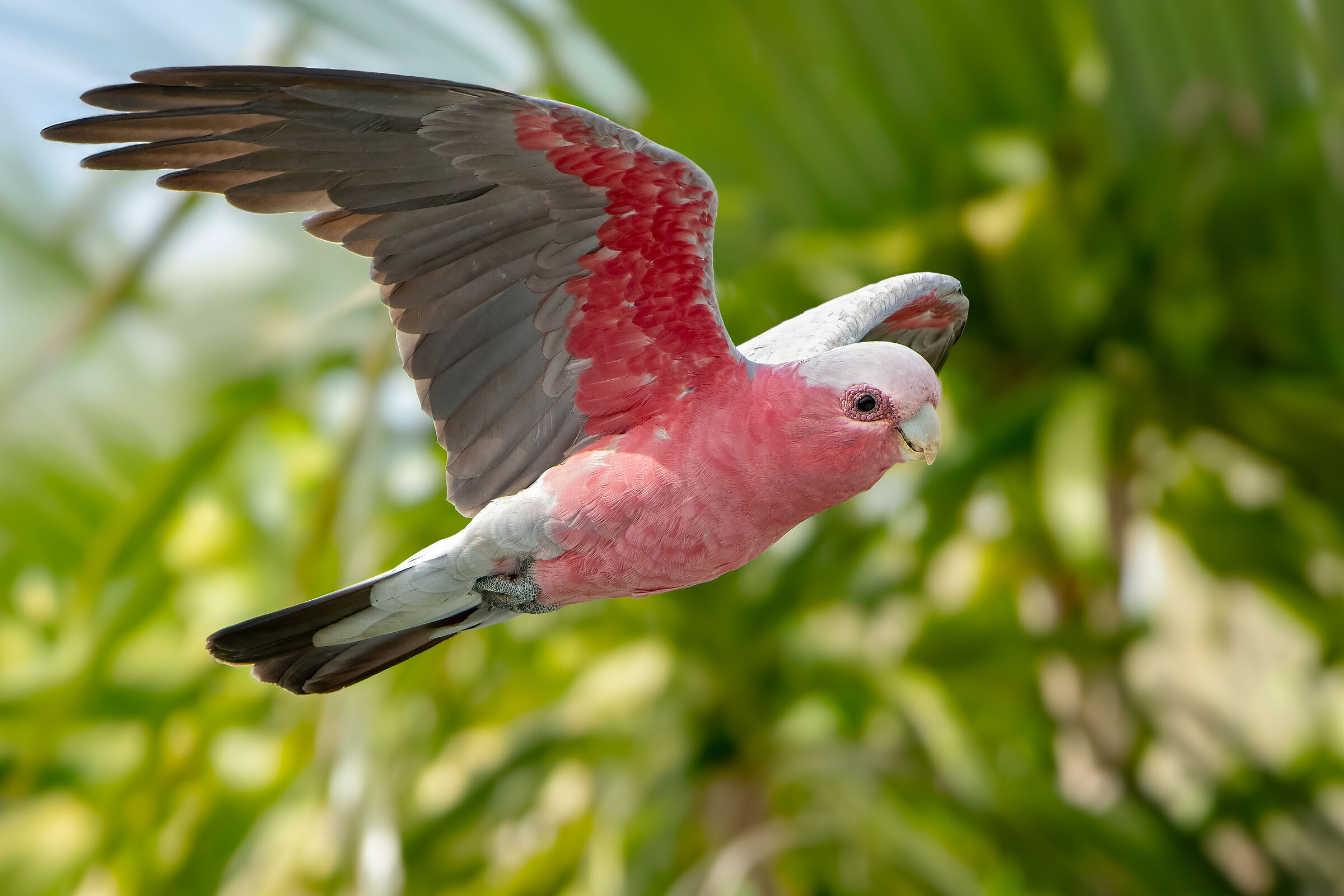 Galah