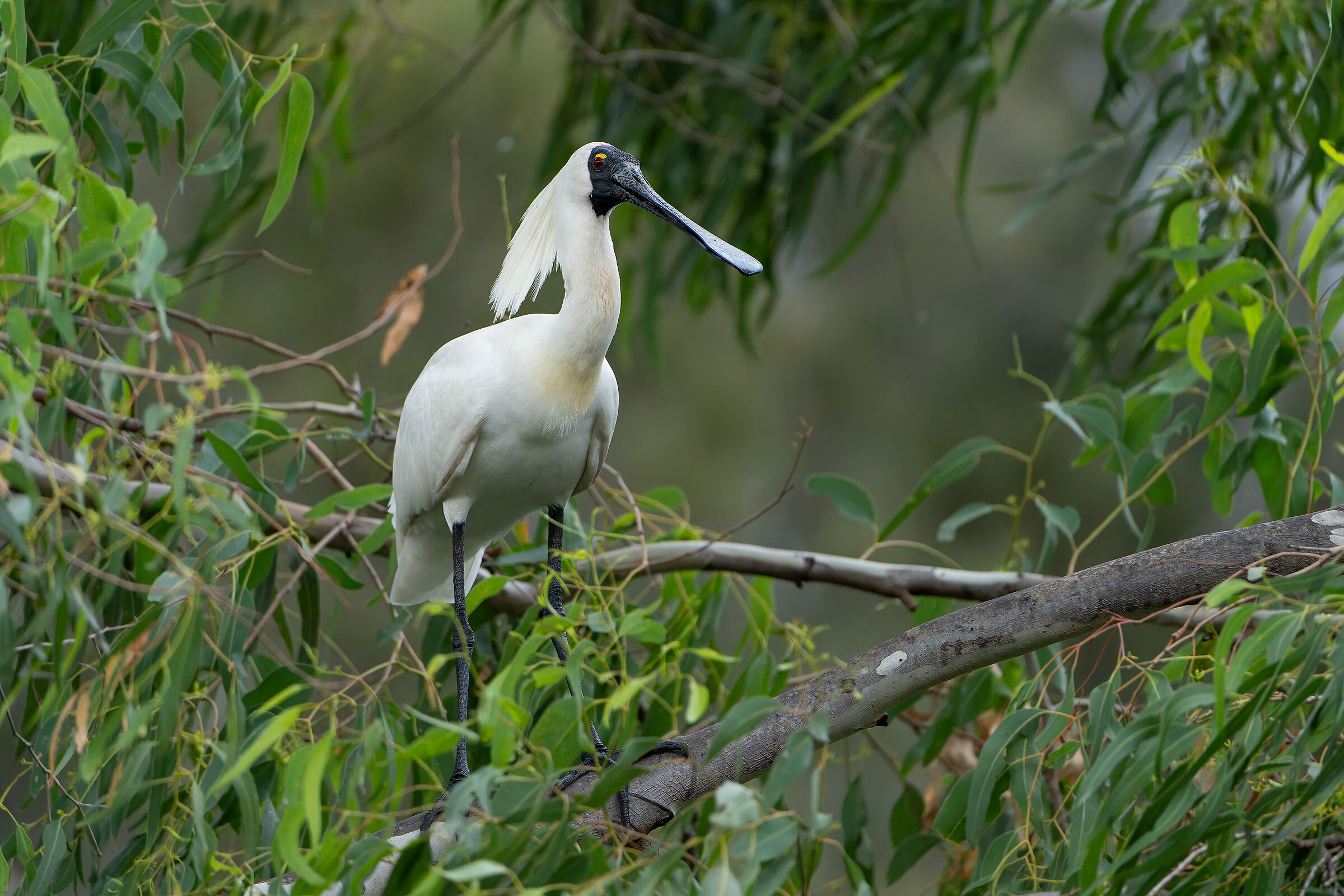 Australian Royal Spoonbill