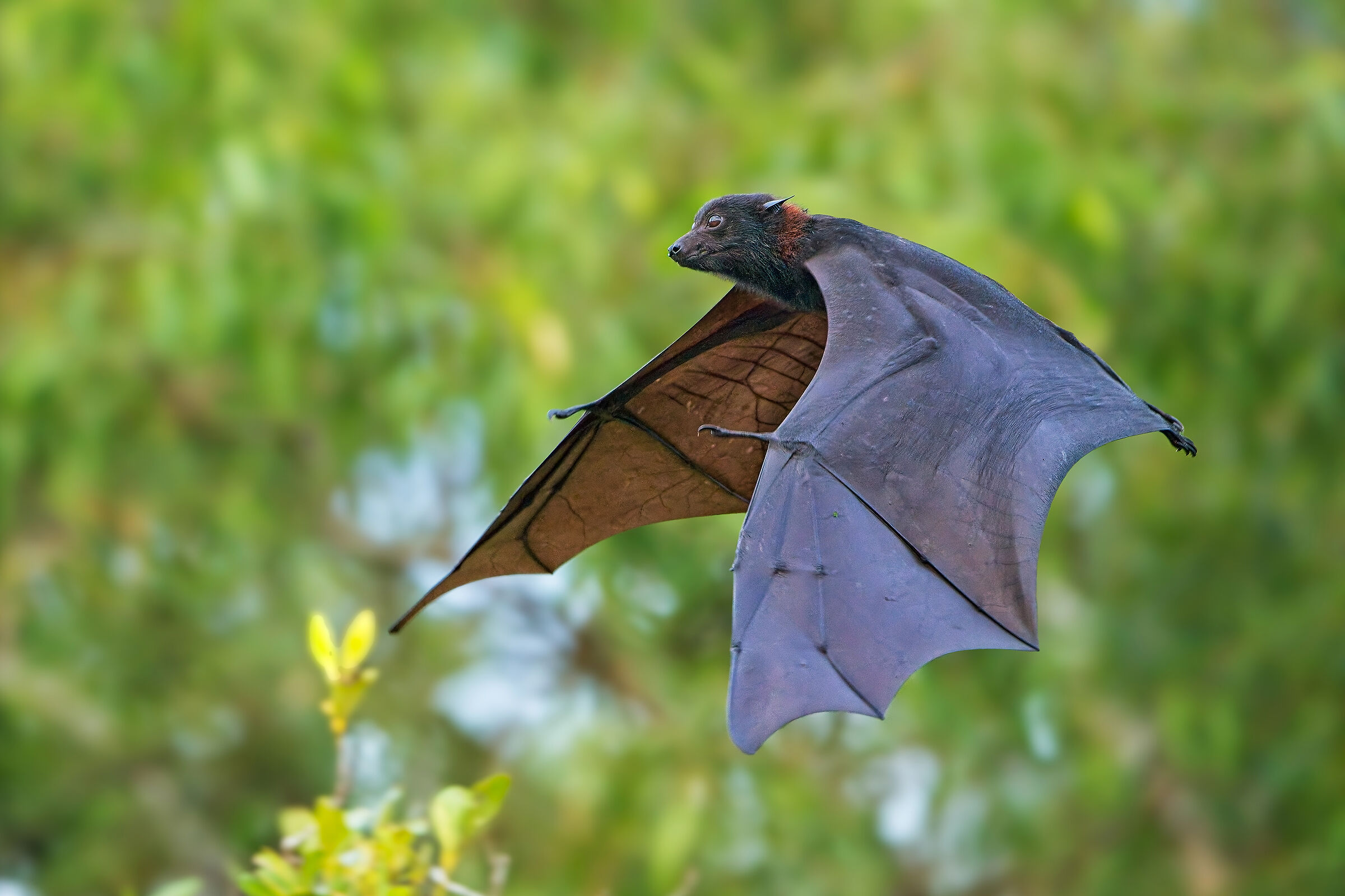 Volpe volante nera australiana
