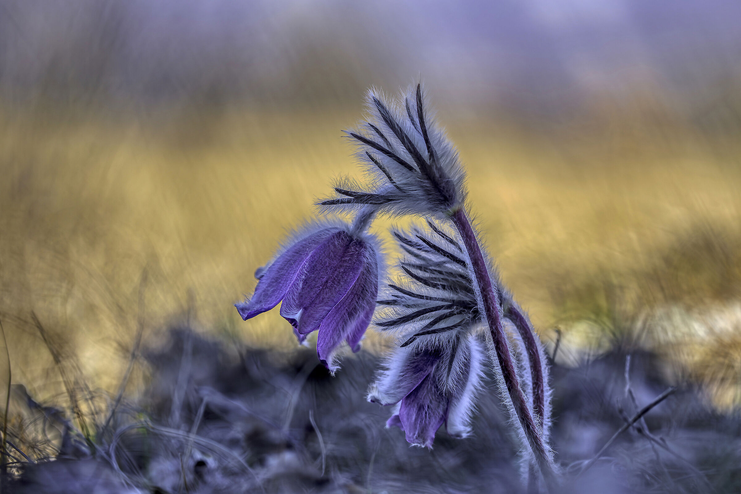 Pulsatilla