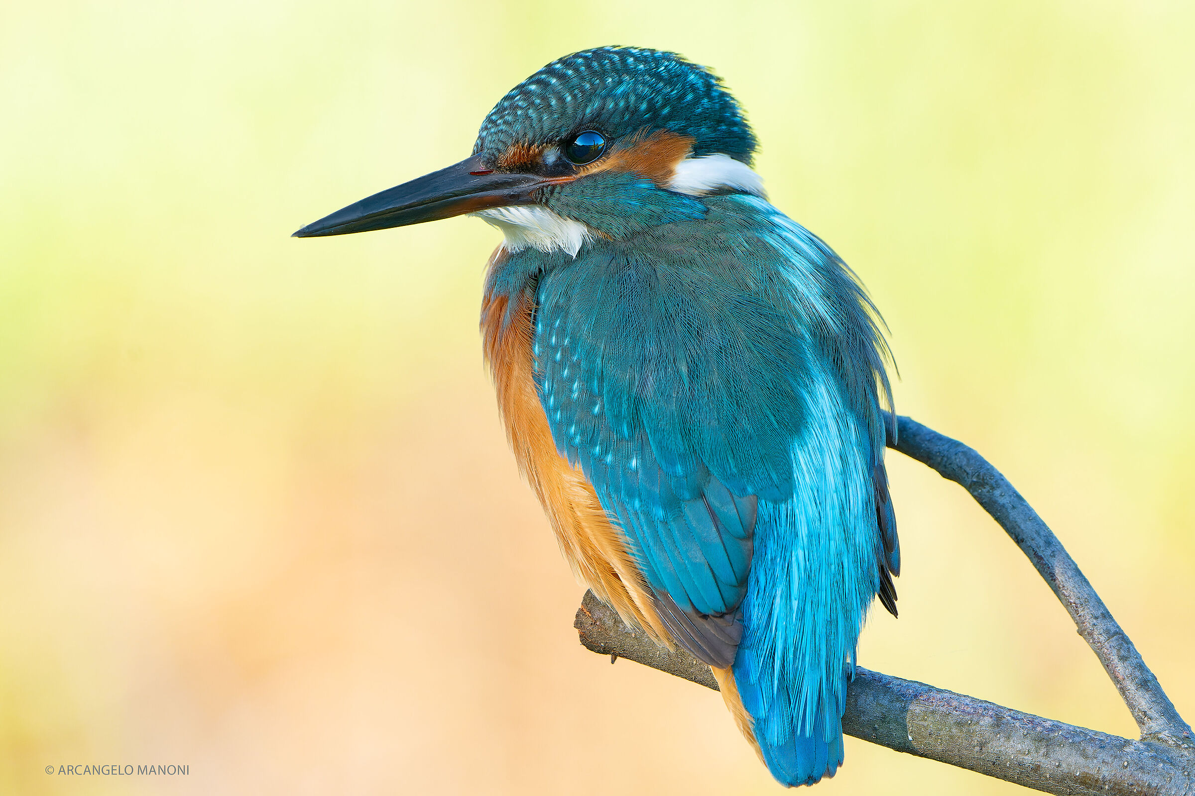 La rivoluzione del pastello