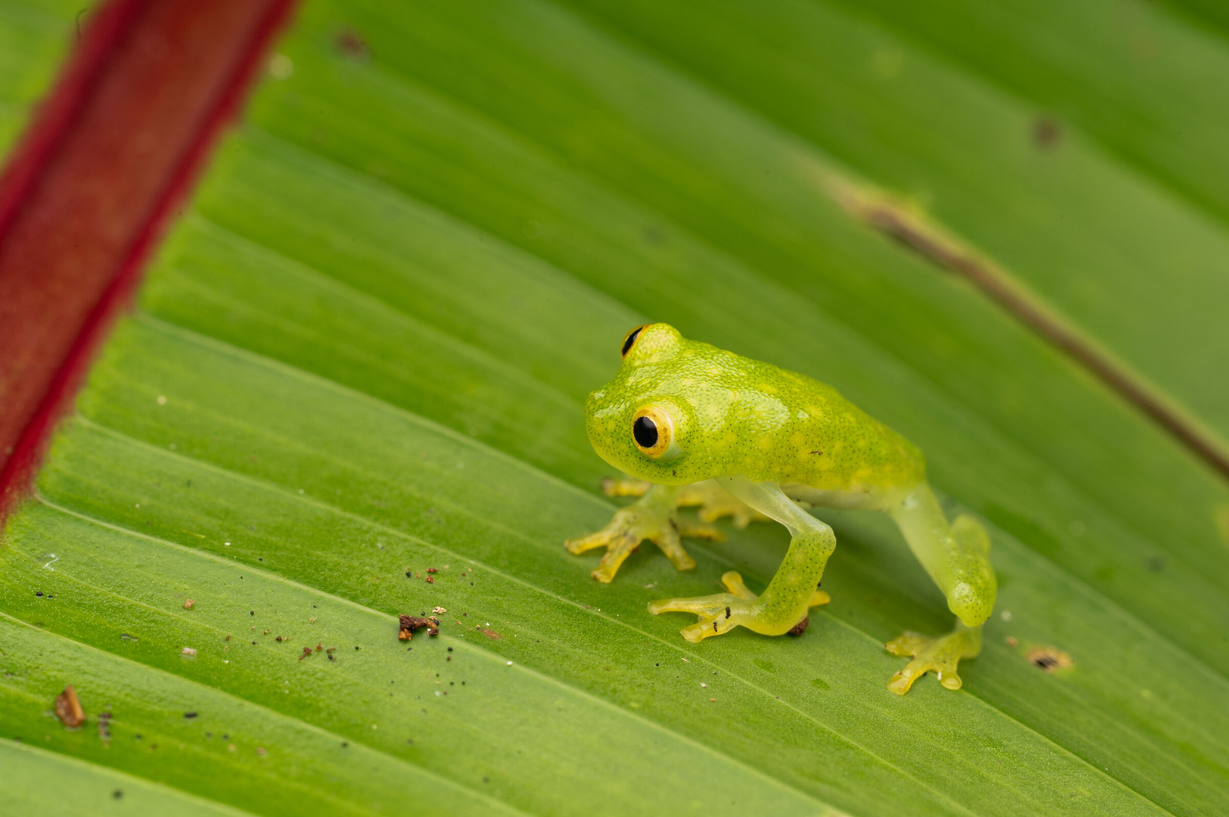 Rana di vetro di Fleischmann