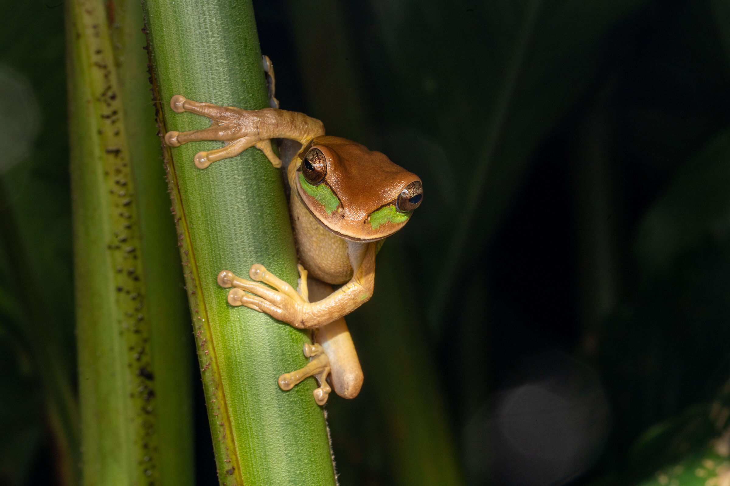 rana mascherata della Nuova Granada