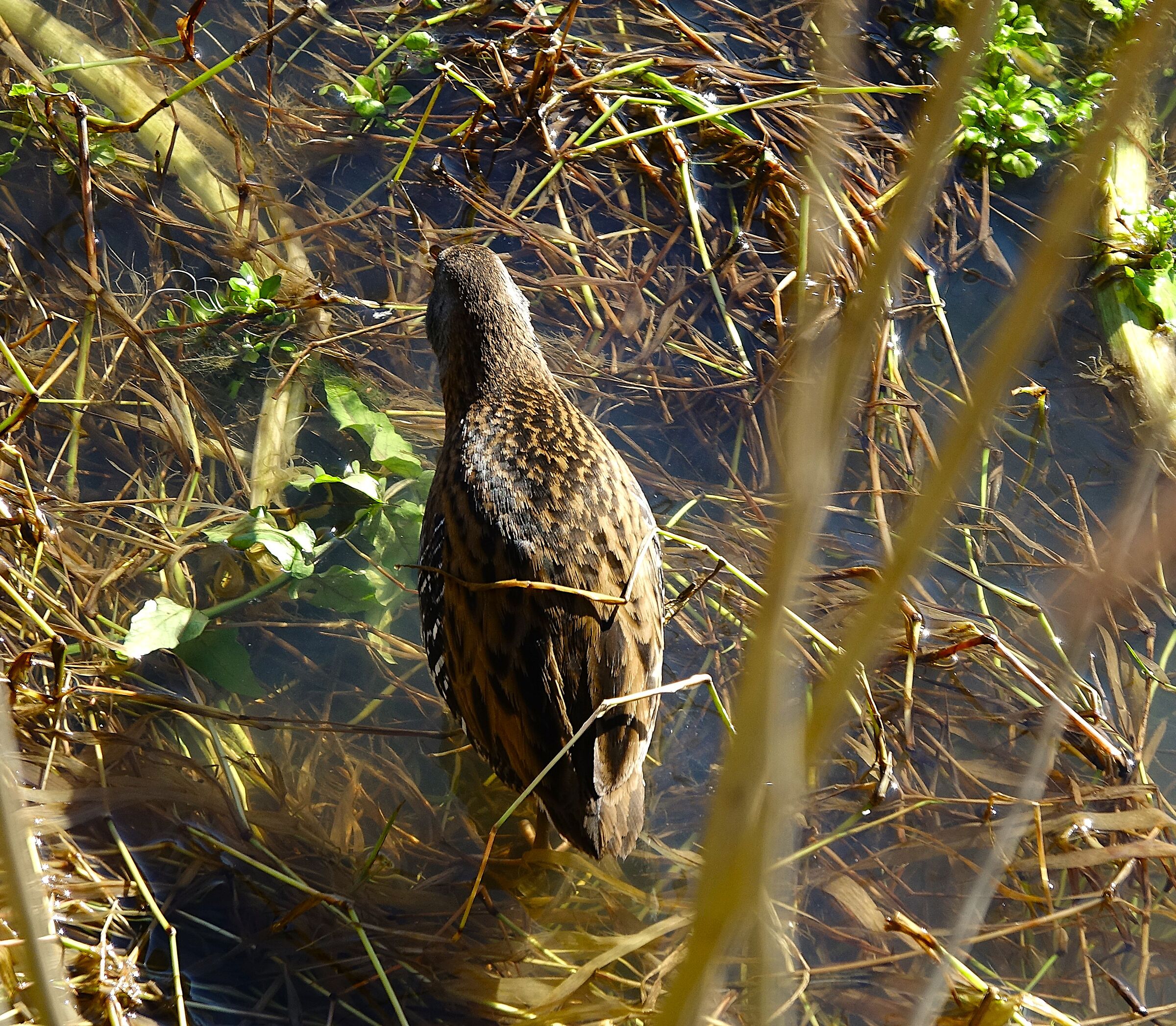 HELP ! Is it always a vulture or what?