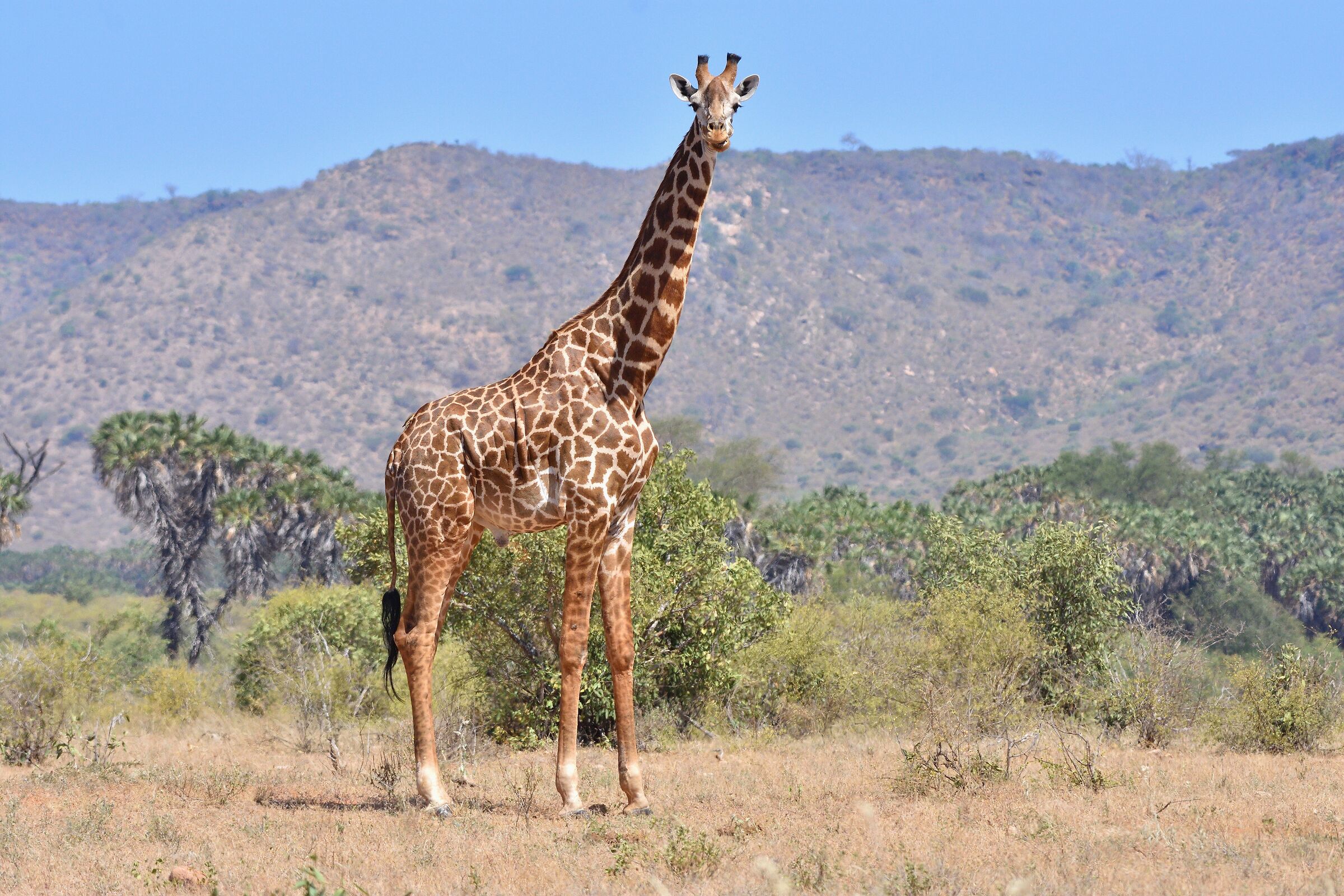 Tsavo East Park