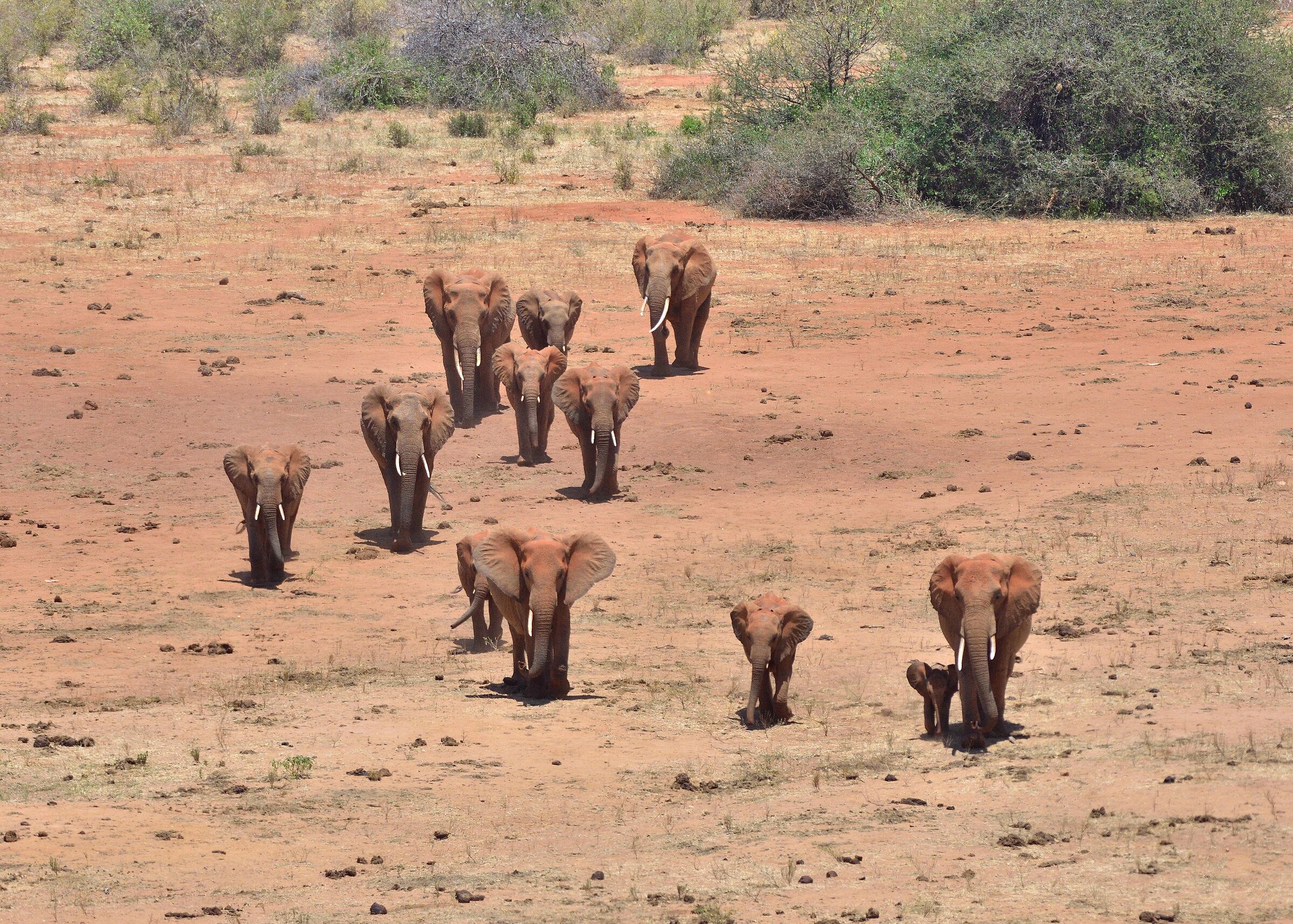 Tsavo East Park