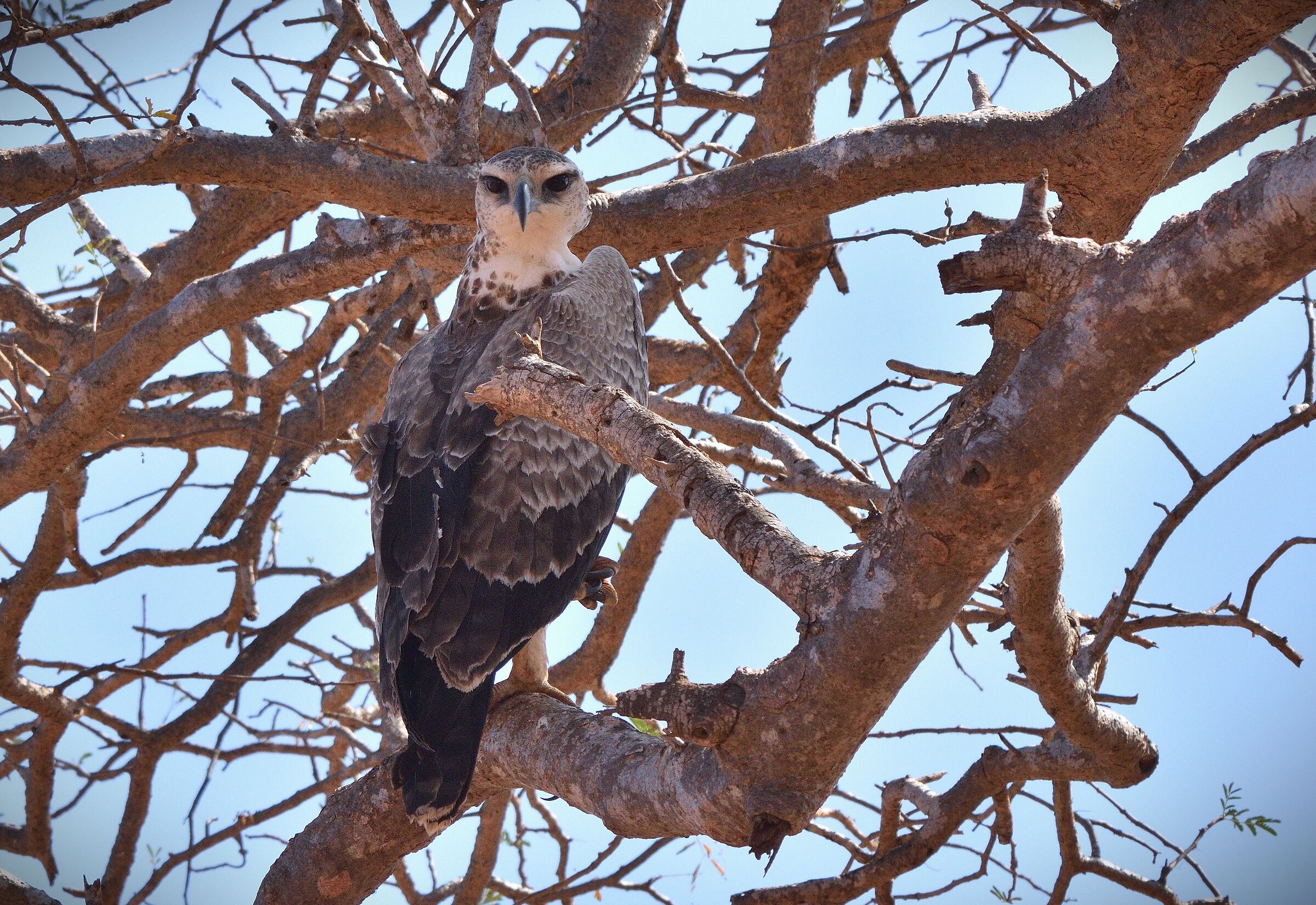 Tsavo East park