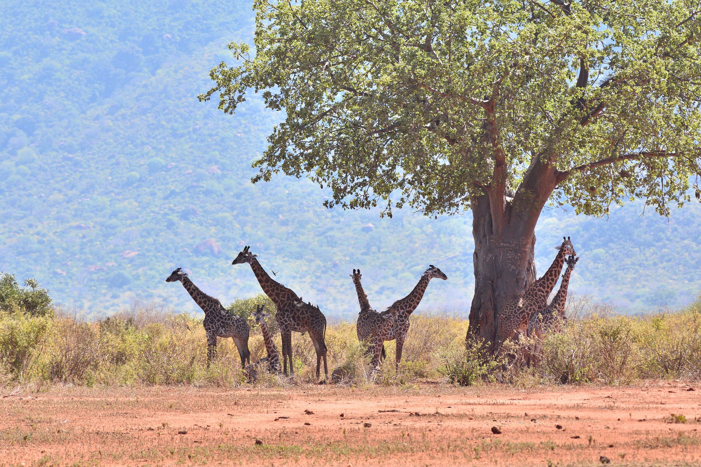 Amboseli Park