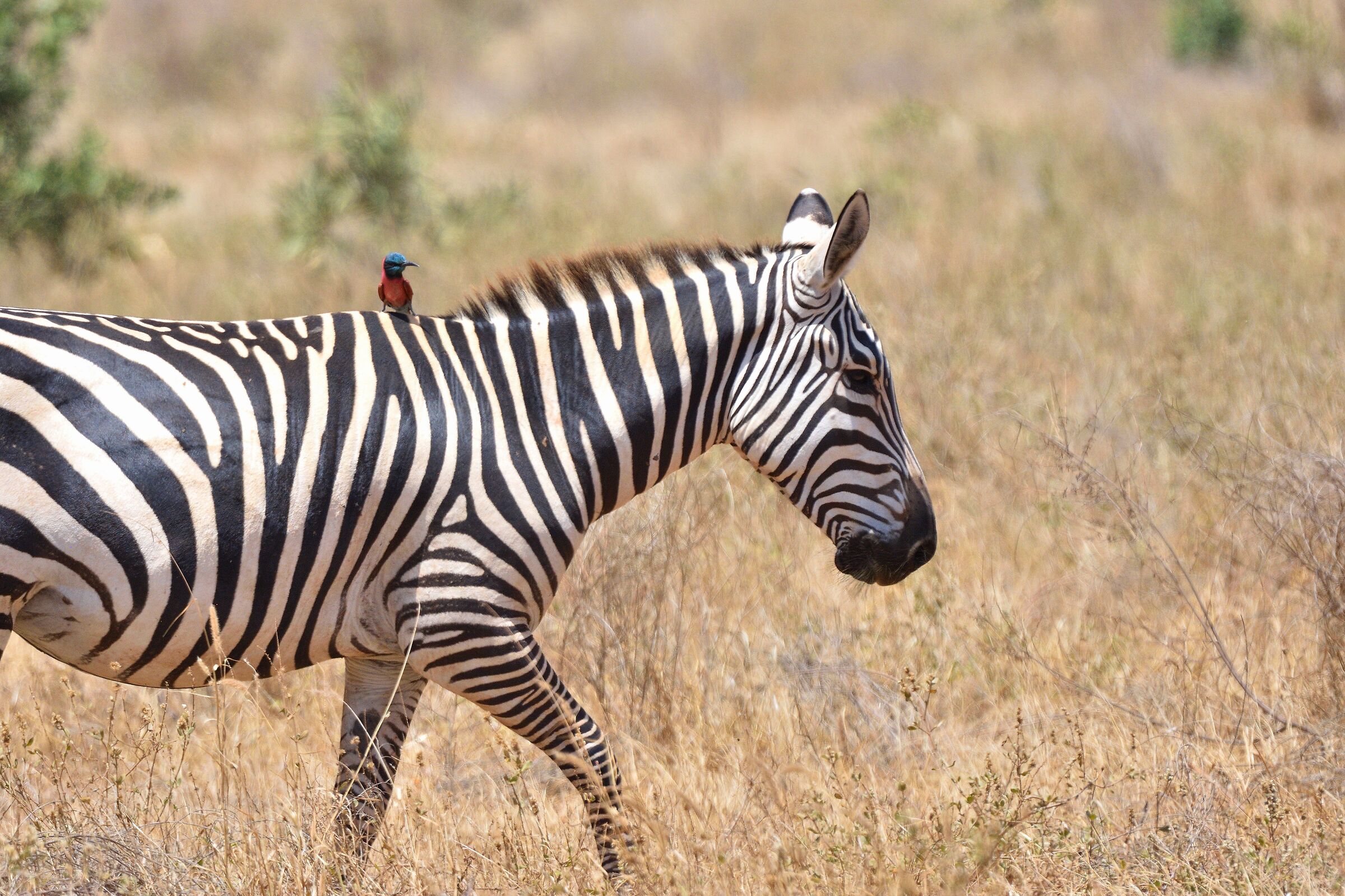 Tsavo East park