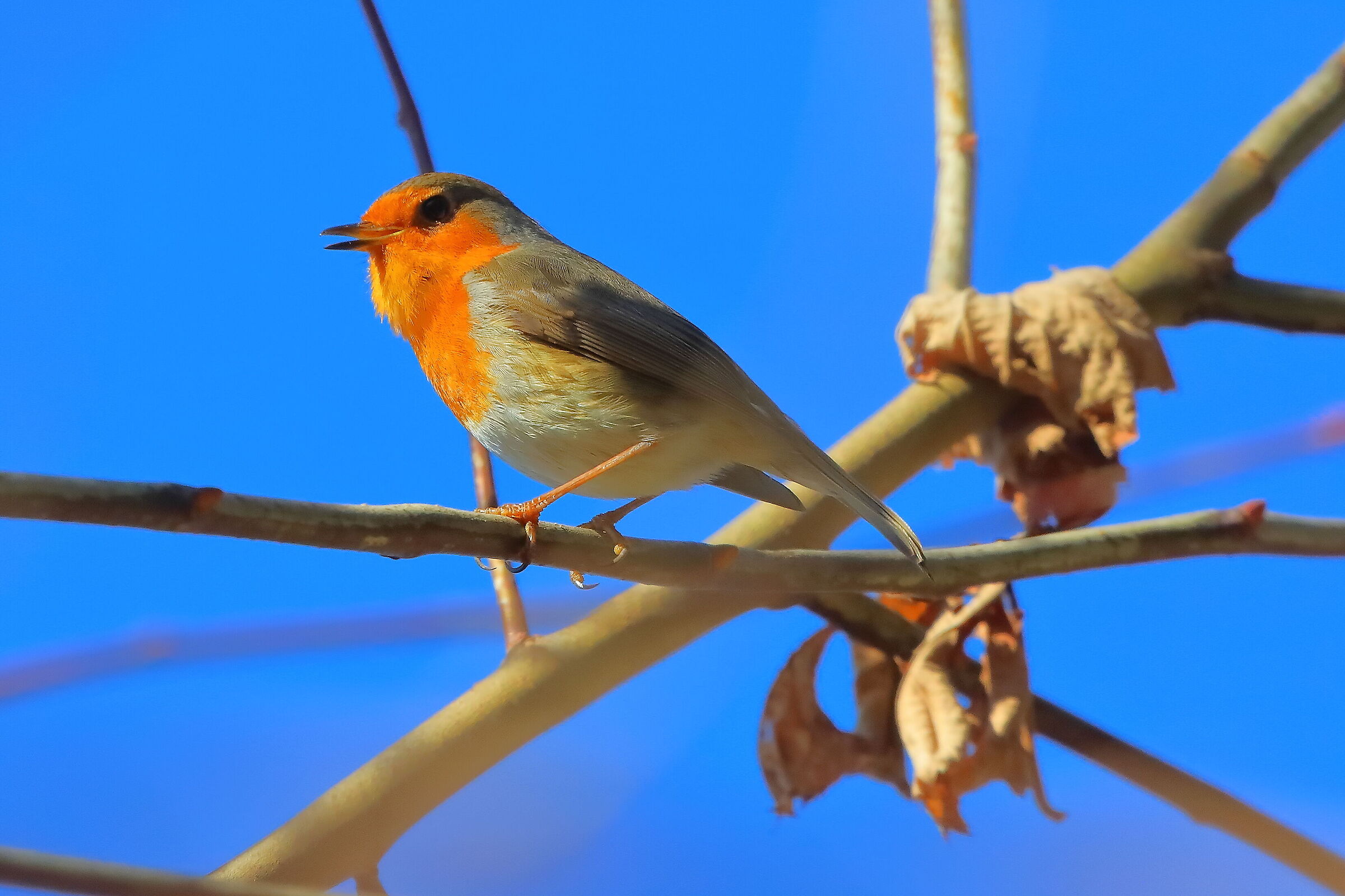 Pettirosso 24 febbraio 2026