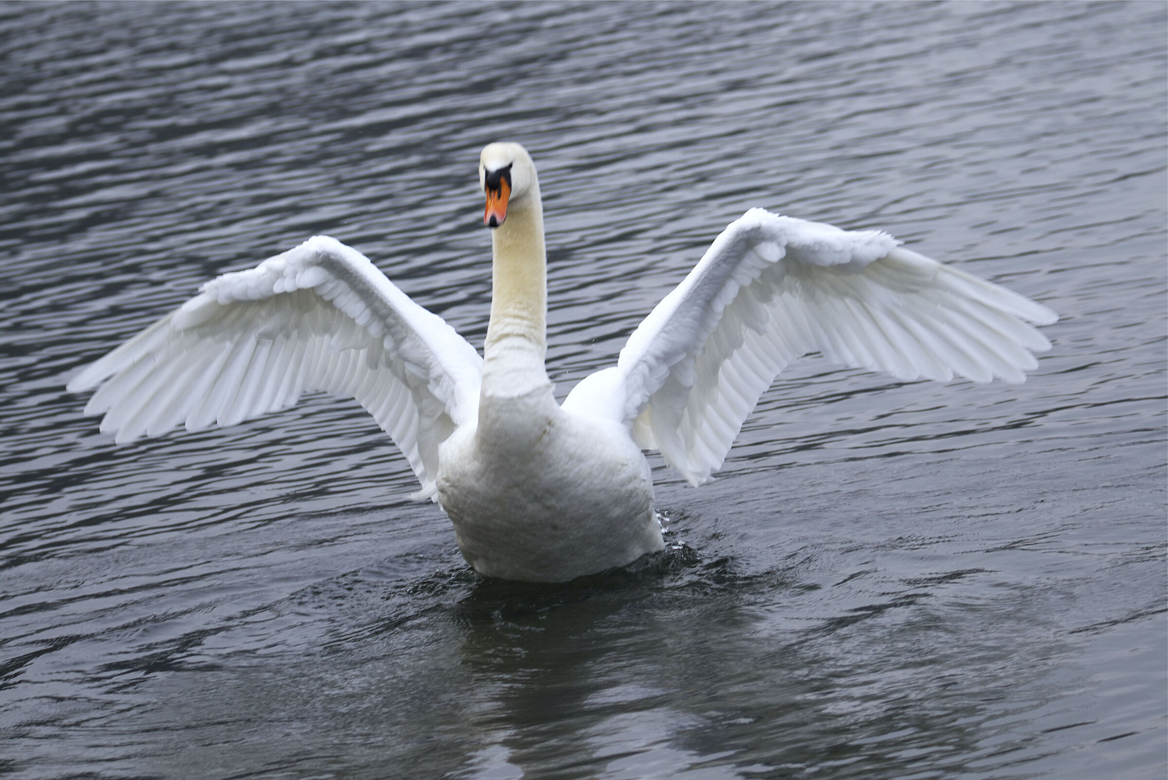 Swan of the Adda