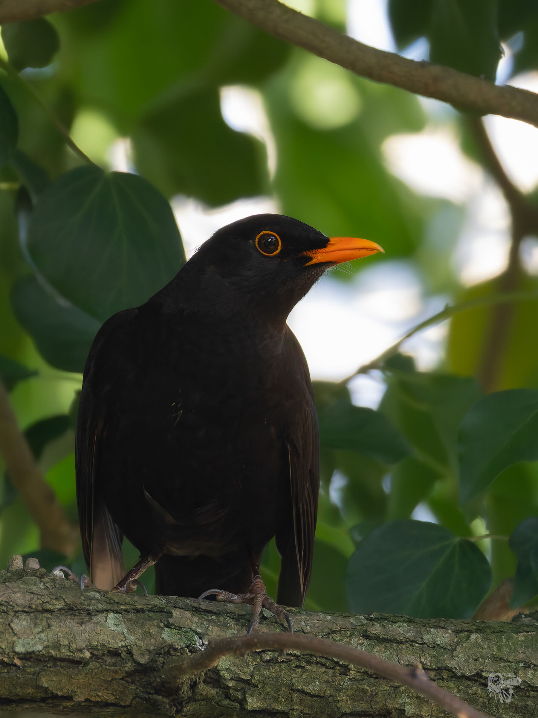 Blackbird