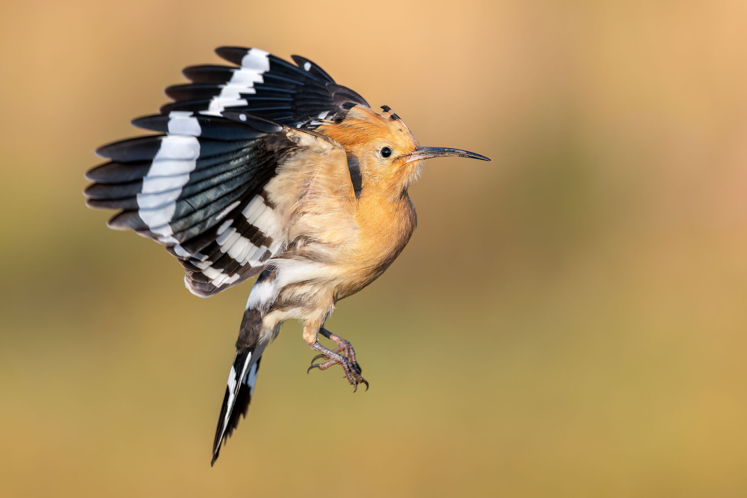 Hoopoe