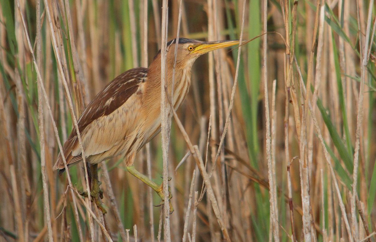 bittern