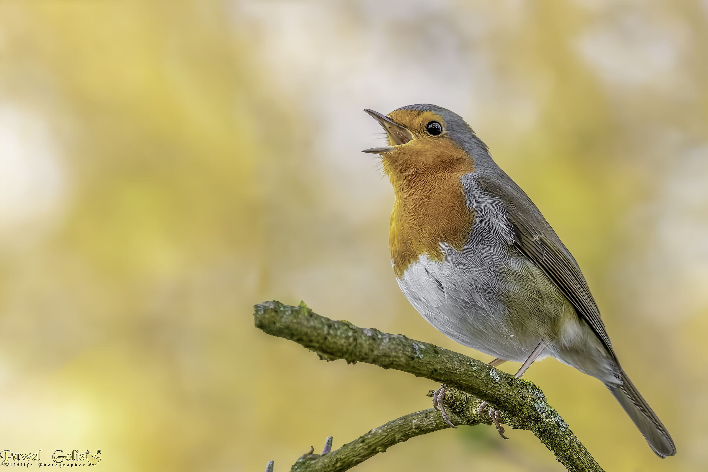 Pettirosso europeo (Erithacus rubecula)