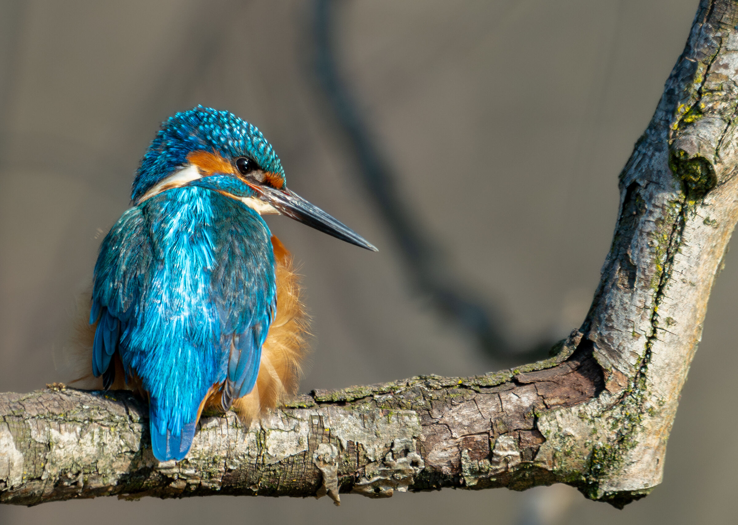 Kingfisher