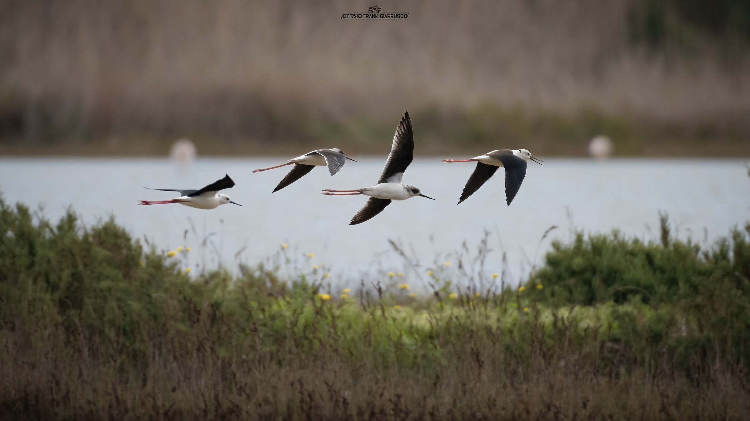 Cavalieri d'Italia al volo