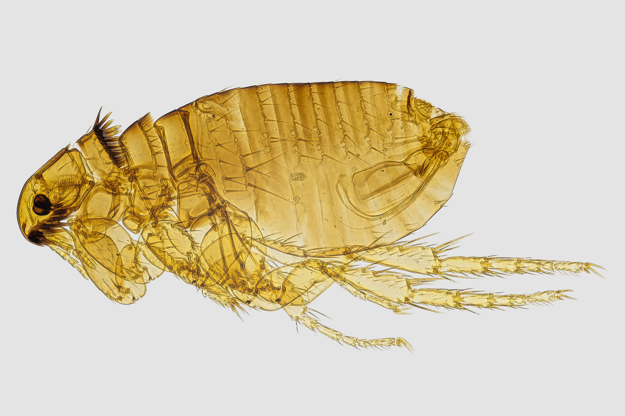 Ctenocephalides canis (pulce canina, maschio)
