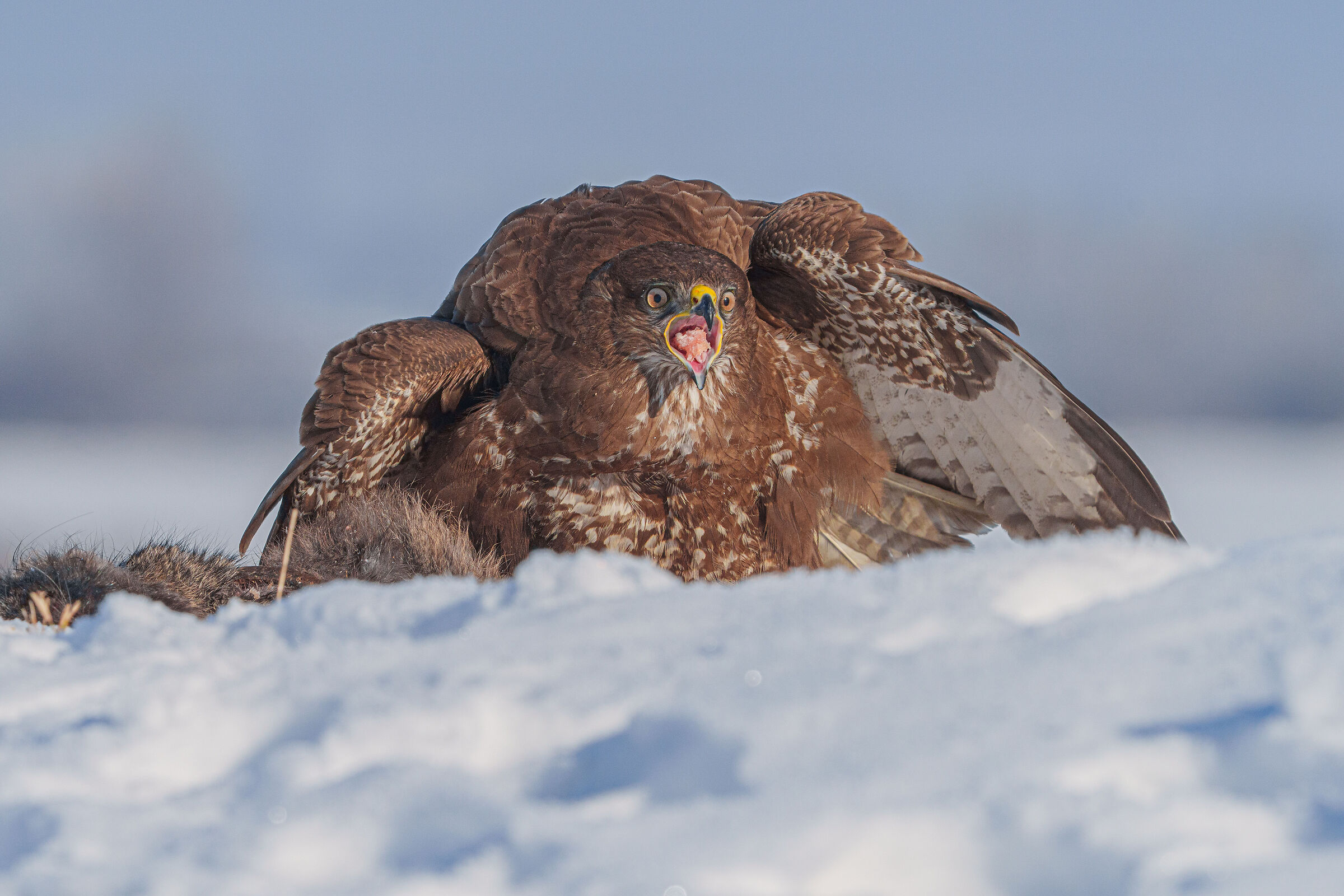 Buteo buteo