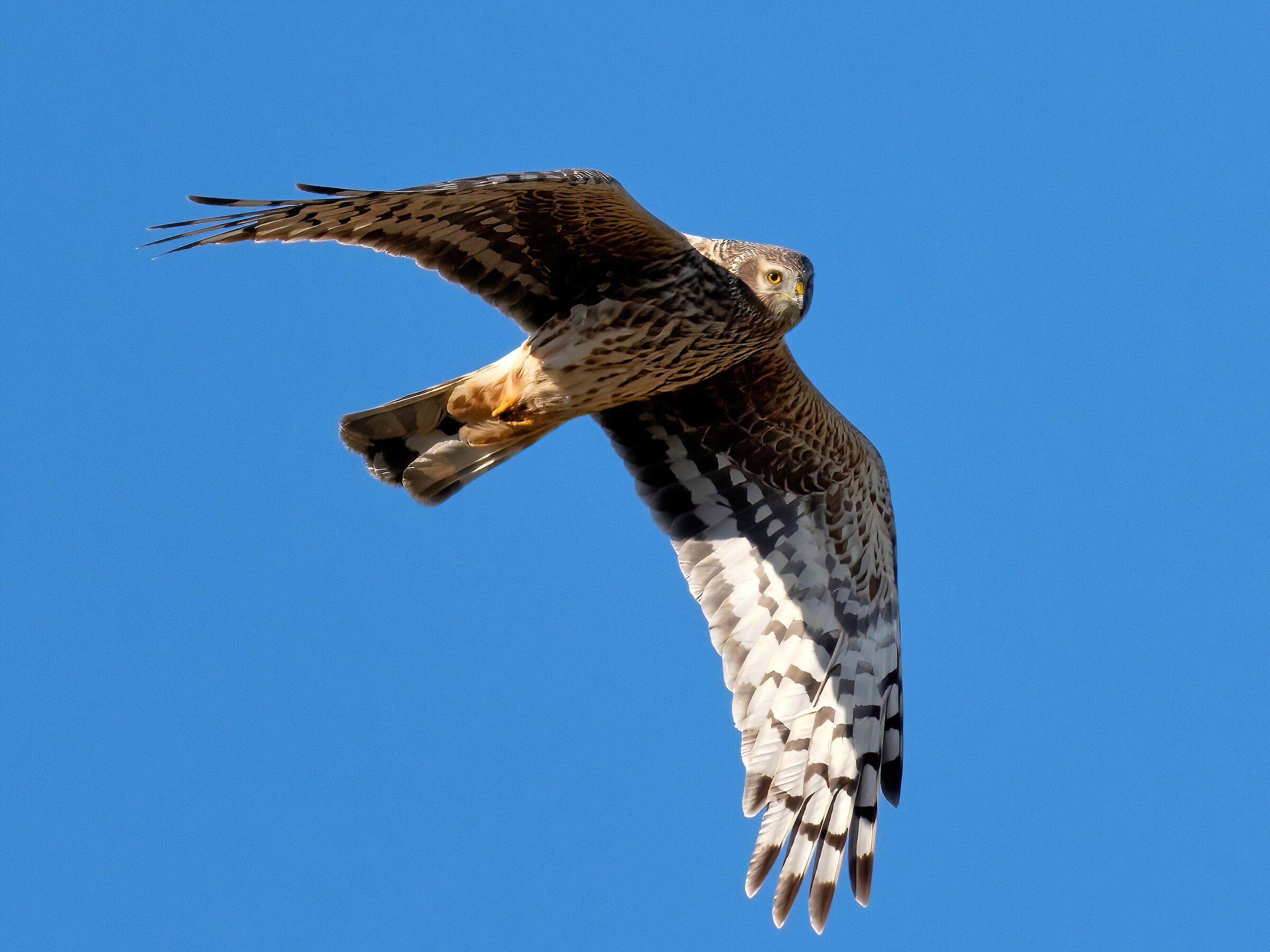 Hen Harrier (Circus cyaneus) female