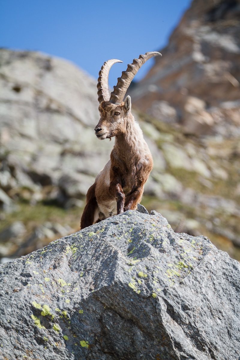 I know fig beautiful .. I know stambeccomodello