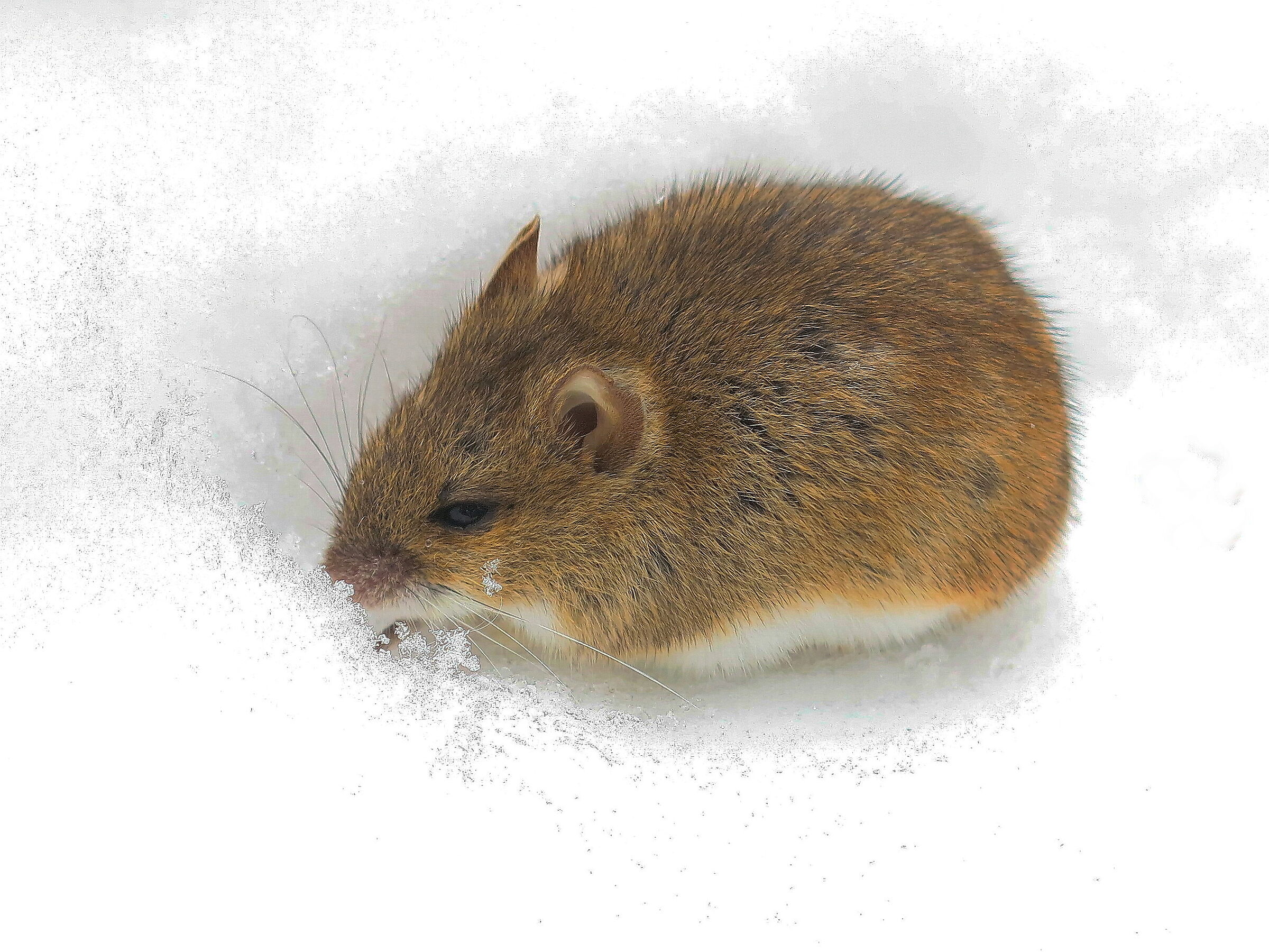 Snow mouse
