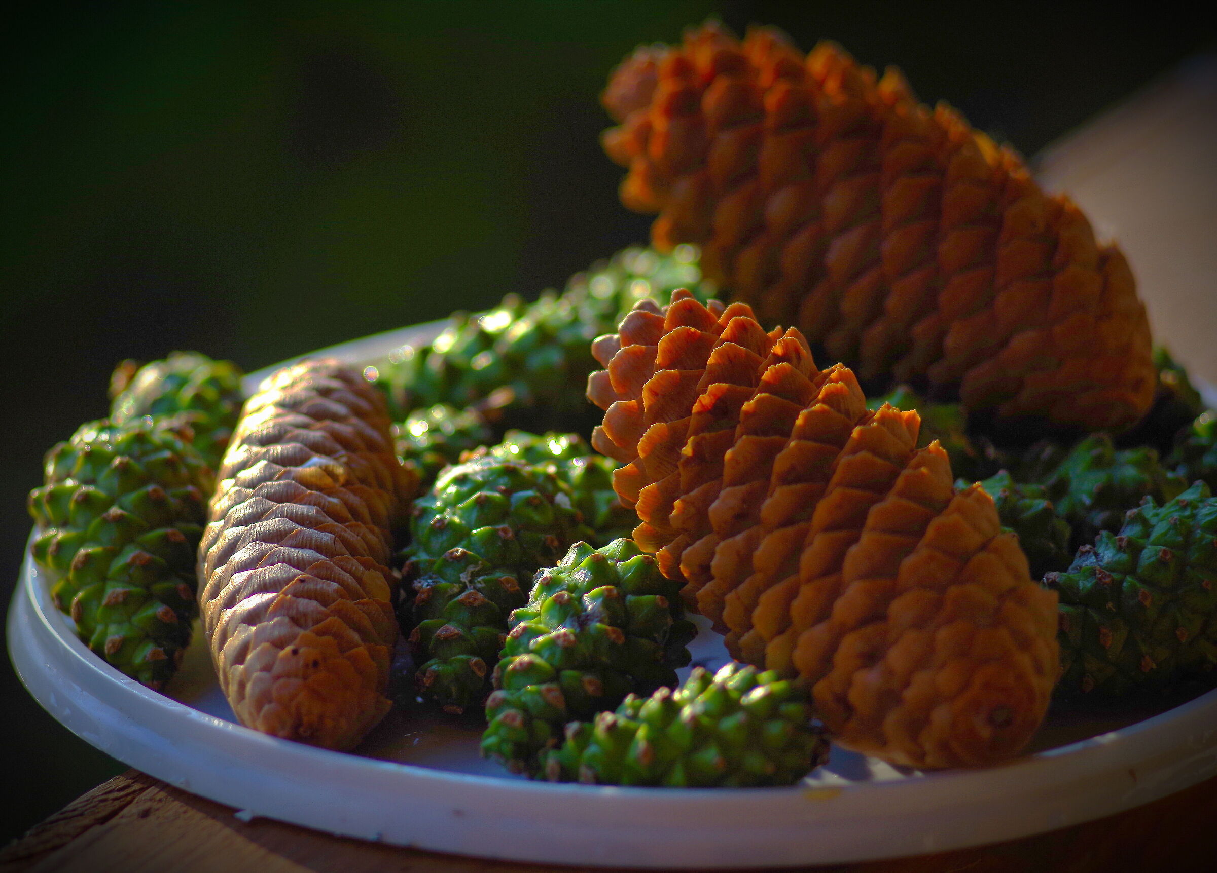 Pine and spruce cones...