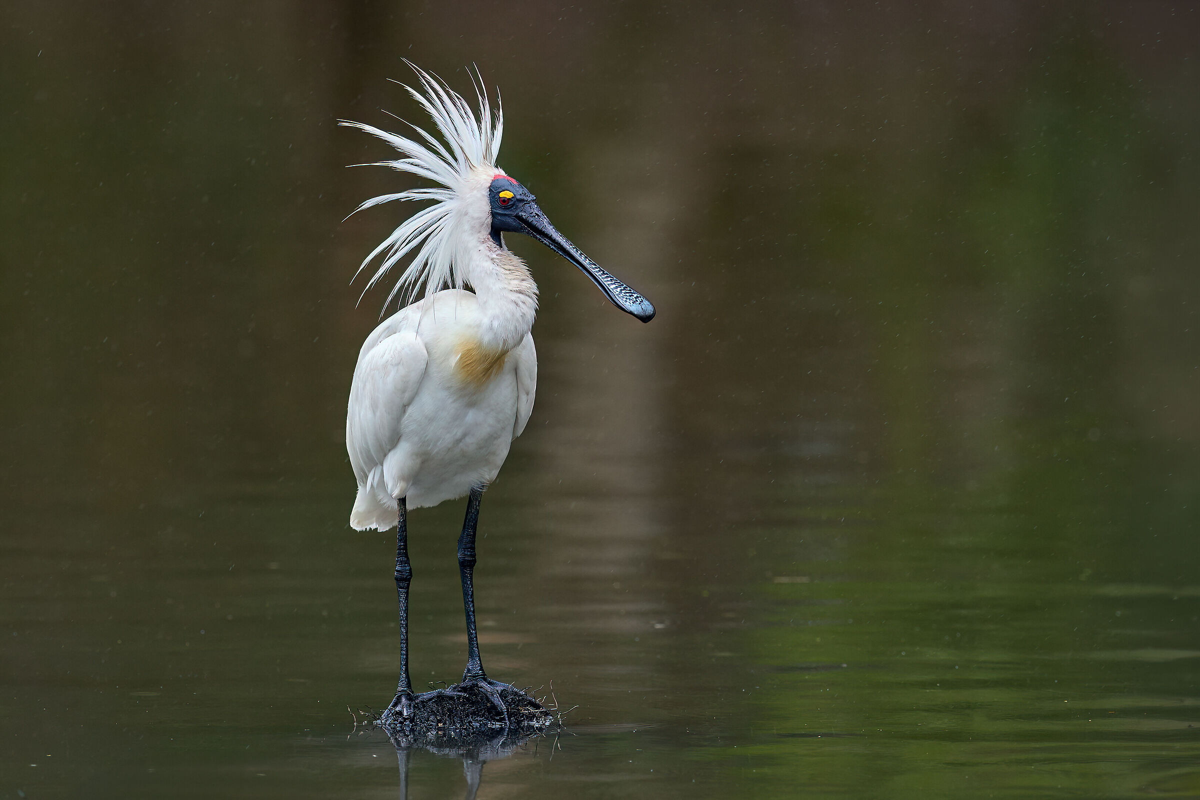 The Hairdo